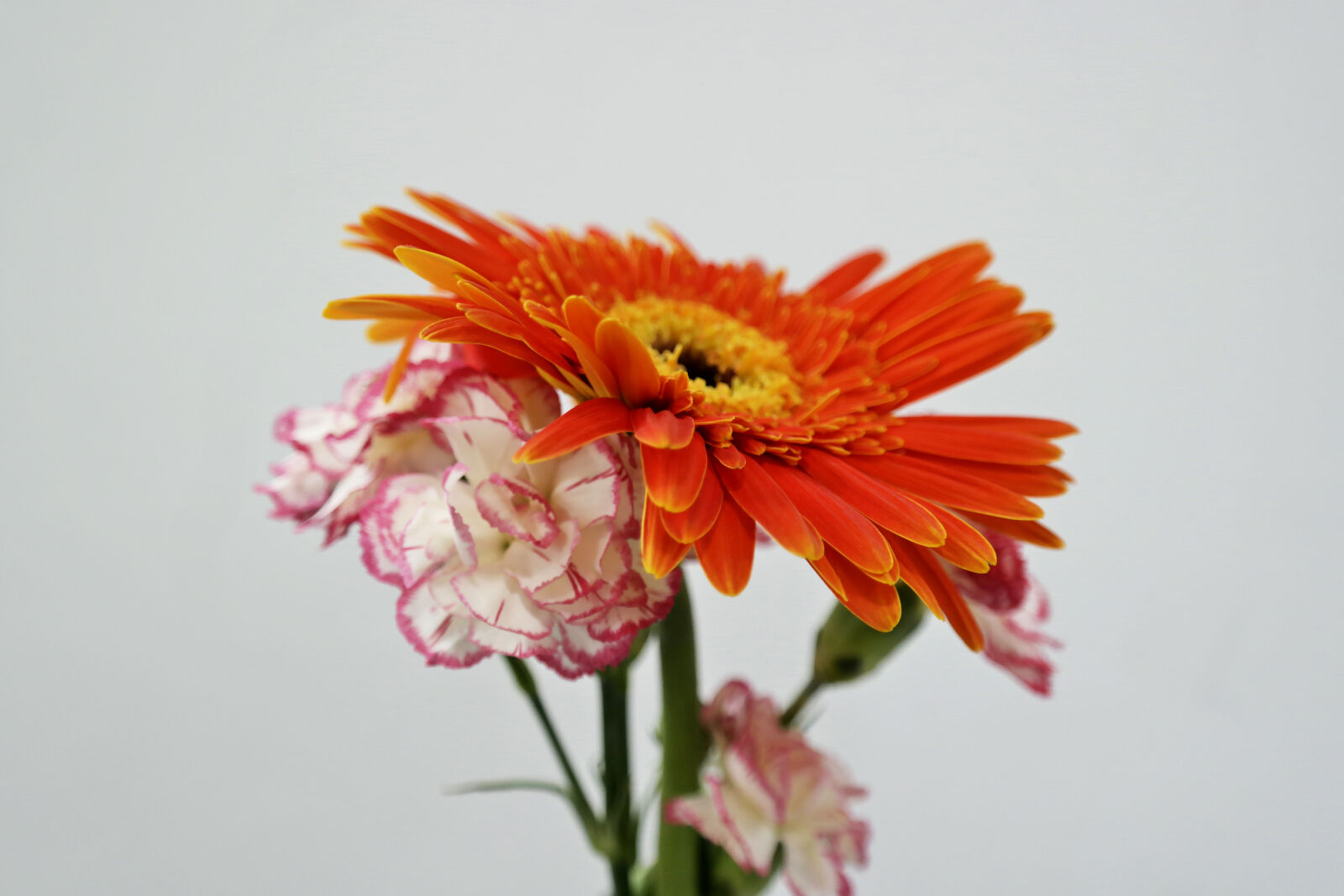 Samsung NX2000 sample photo. Beautiful, flowers, blooming, bright photography