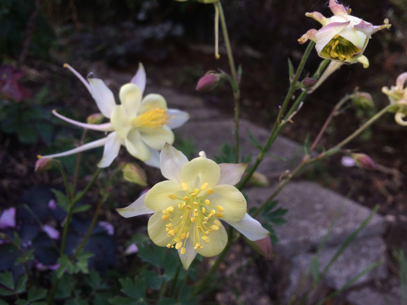 iPhone 5s back camera 4.15mm f/2.2 sample photo. Flowers, yellow, garden photography