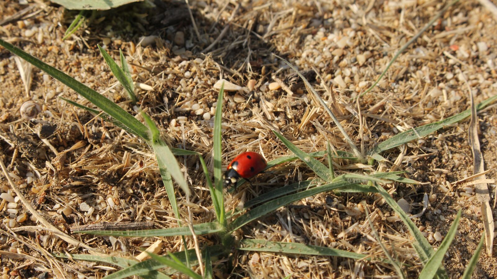 Canon EOS 60D sample photo. божья, коровка, трава photography