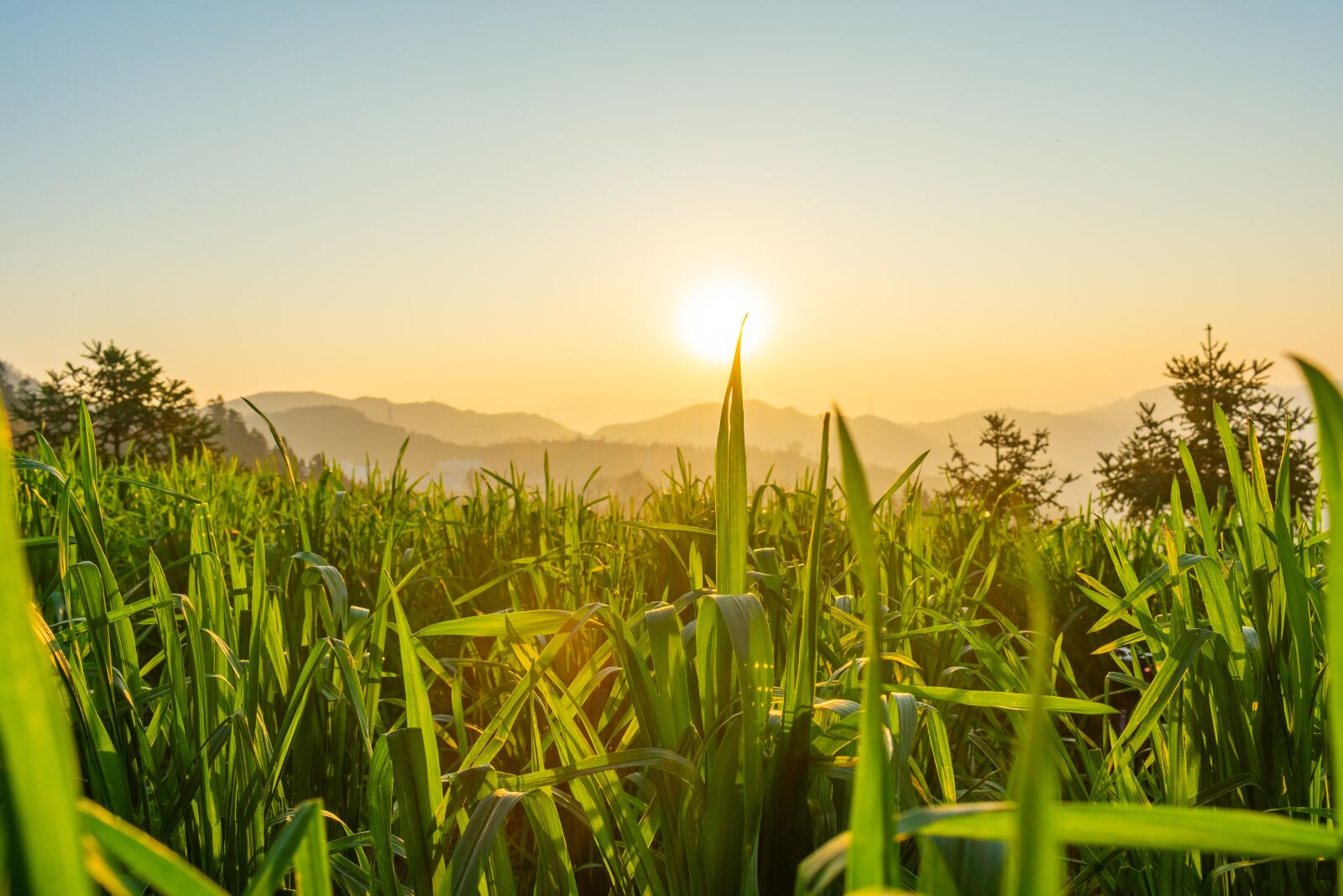 Nikon D3400 sample photo. In wheat field, wheat photography