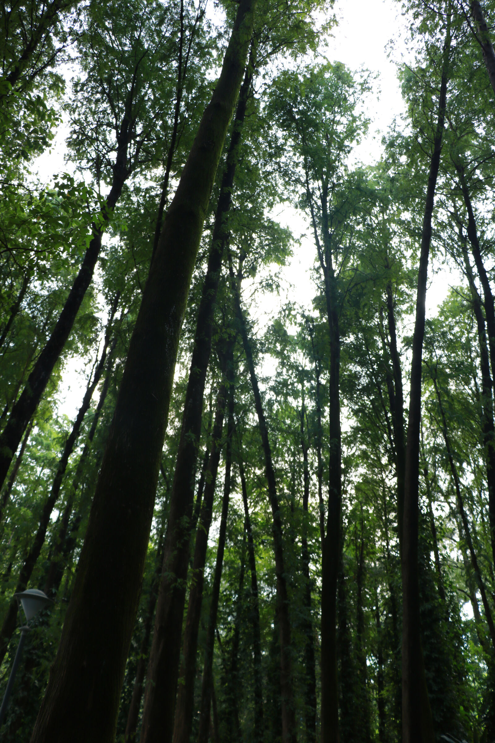Canon EOS 760D (EOS Rebel T6s / EOS 8000D) sample photo