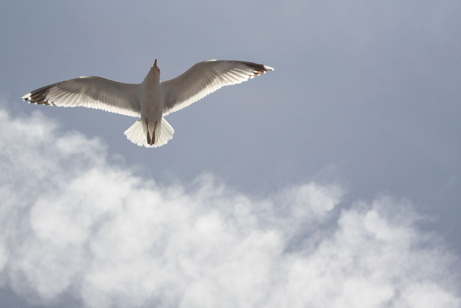 Canon EOS 450D (EOS Rebel XSi / EOS Kiss X2) sample photo. Seagull, blue sky, freedom photography