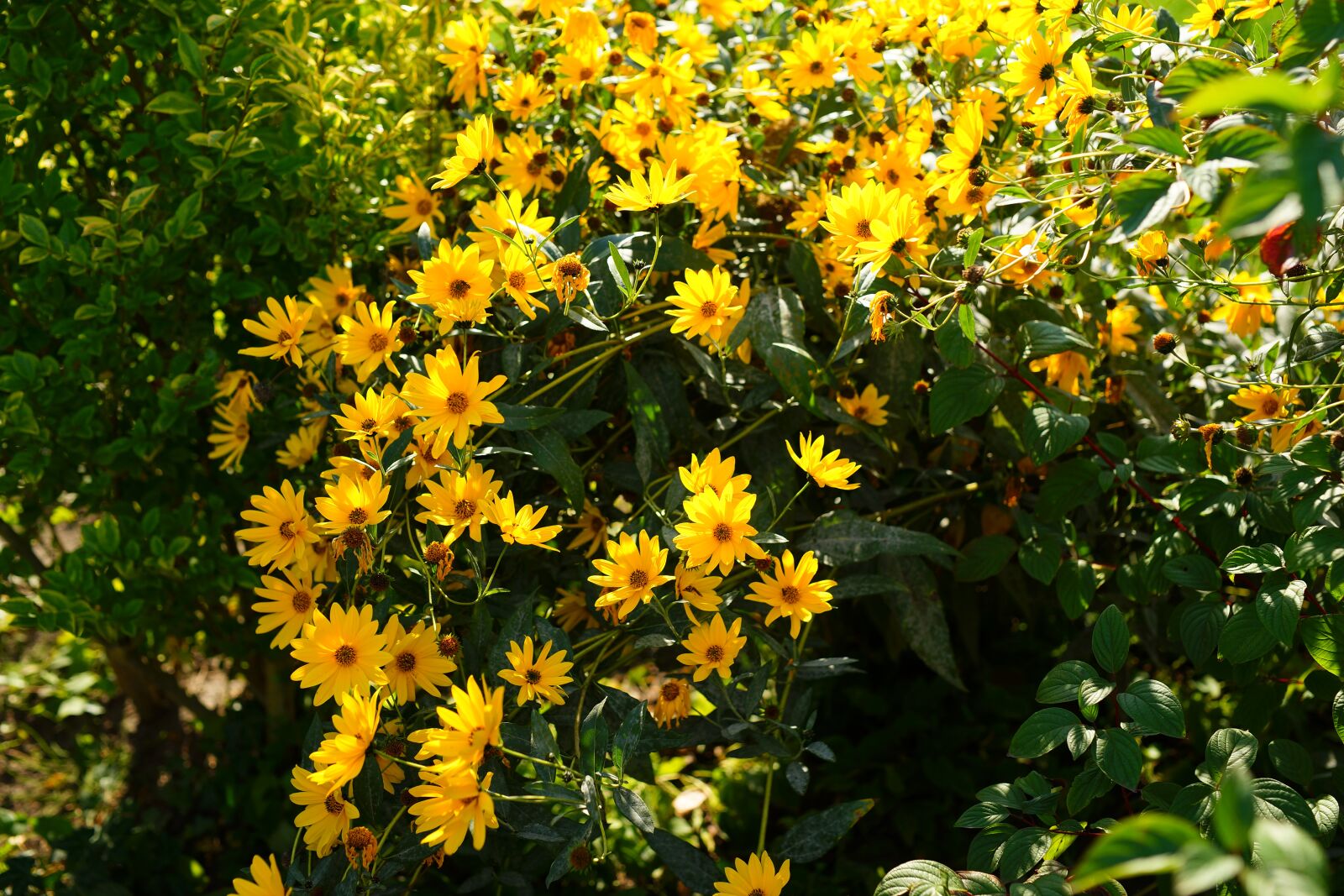 Sony a99 II + Minolta AF 50mm F1.4 [New] sample photo. Flowers, yellow, rough coneflower photography