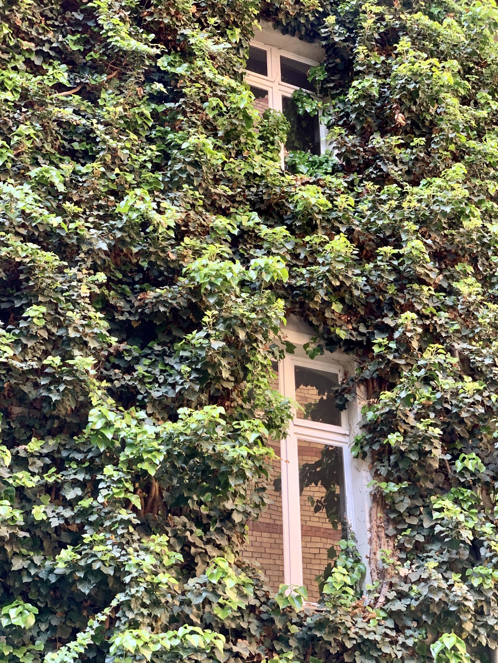 Apple iPhone XS Max + iPhone XS Max back dual camera 6mm f/2.4 sample photo. Berlin, architecture, ivy photography