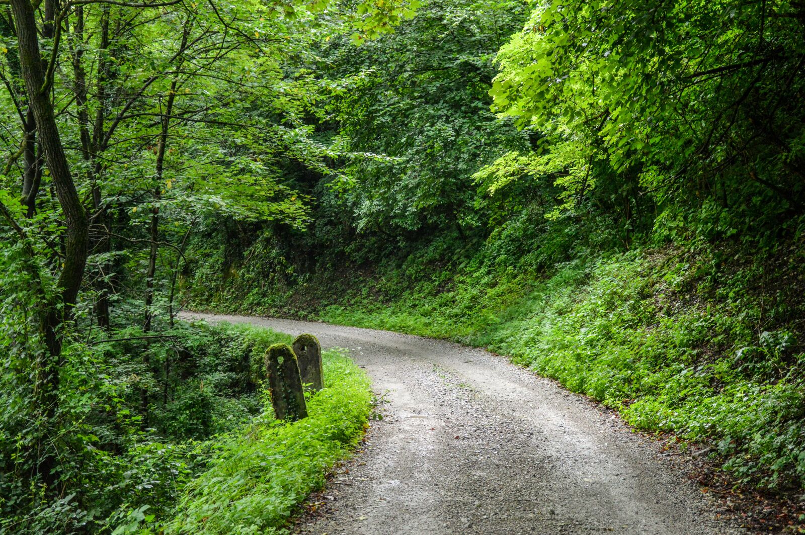 Nikon D3200 sample photo. Path, forest, environment photography