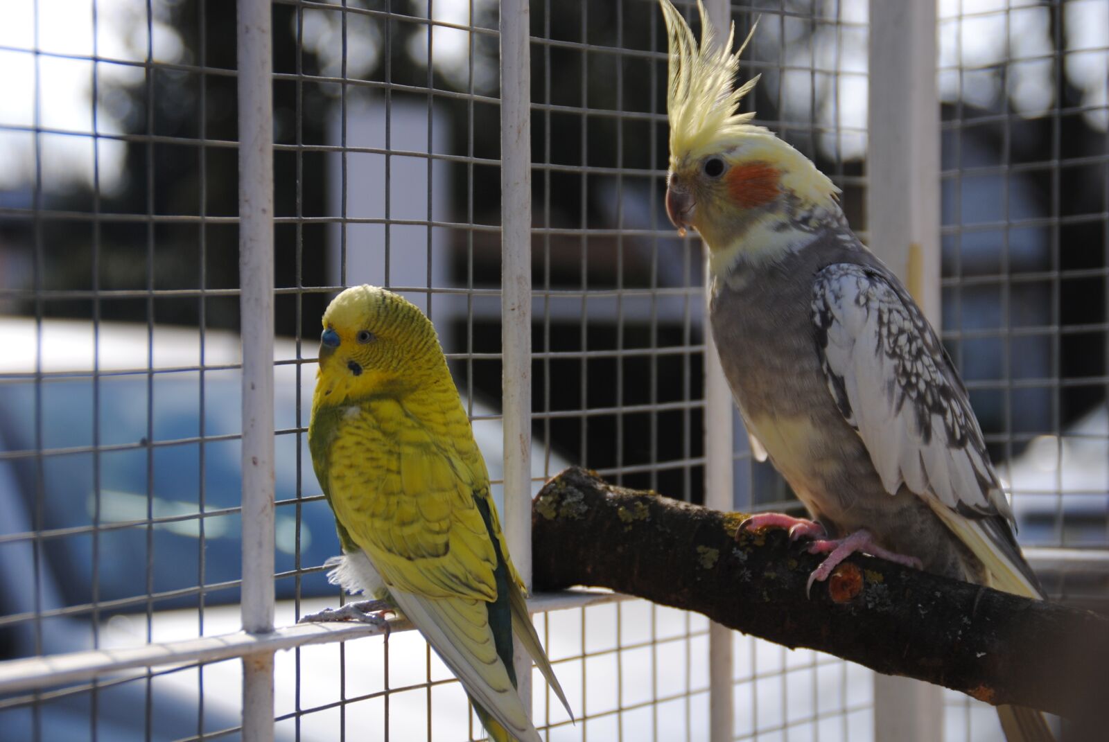 Nikon D3000 sample photo. Korela, andulka, birds photography