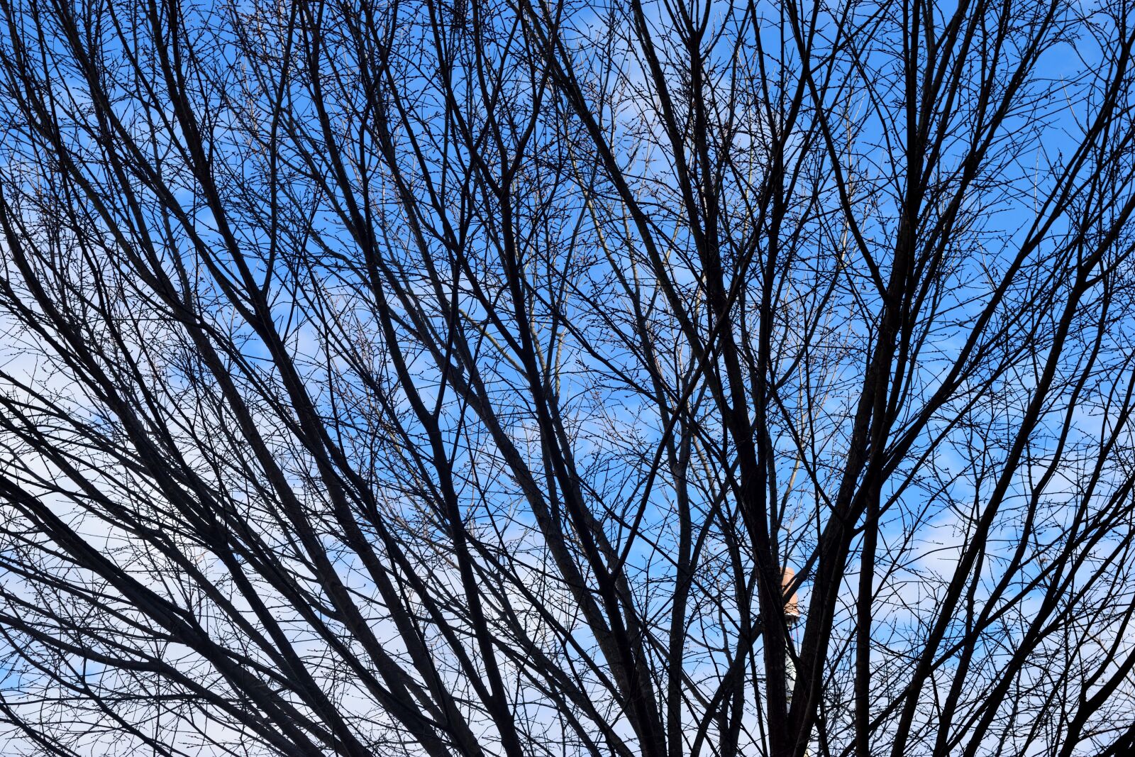 Nikon D3300 sample photo. Barren tree, winter, season photography