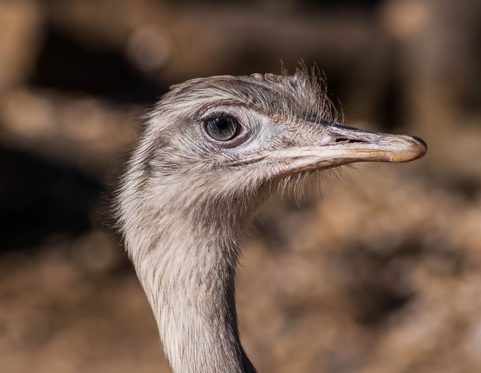 Sony DT 55-200mm F4-5.6 SAM sample photo. Bird, africa, ostrich farm photography