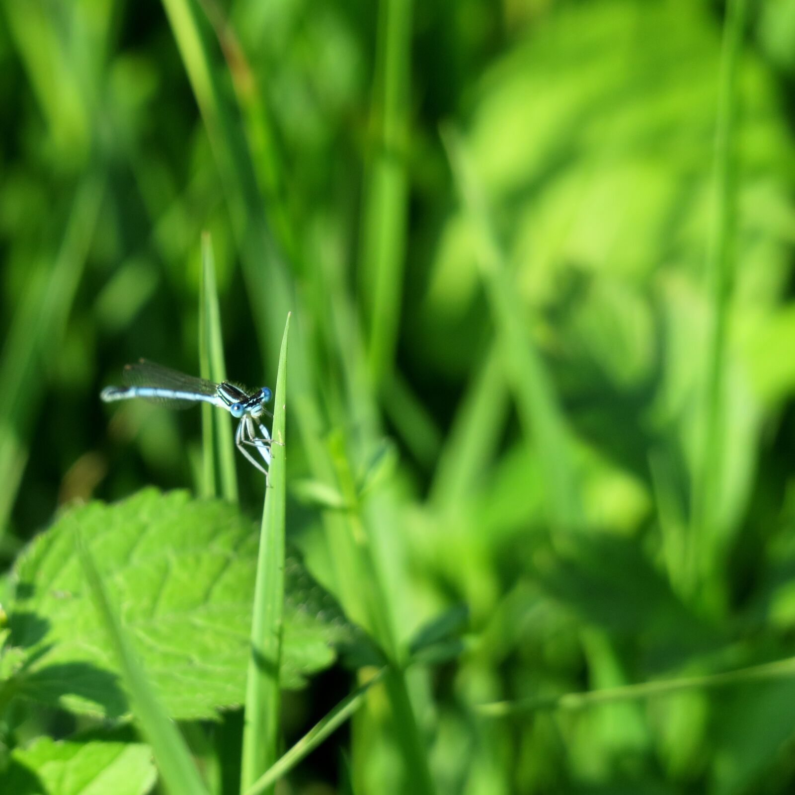 Canon PowerShot G3 X sample photo. Azure bridesmaid, dragonfly, blade photography
