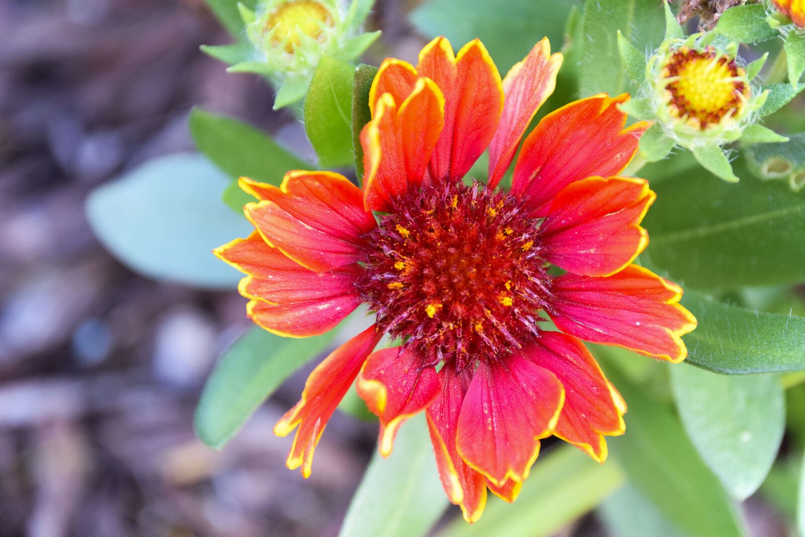 Nikon D5300 sample photo. Flower, perennial, garden photography