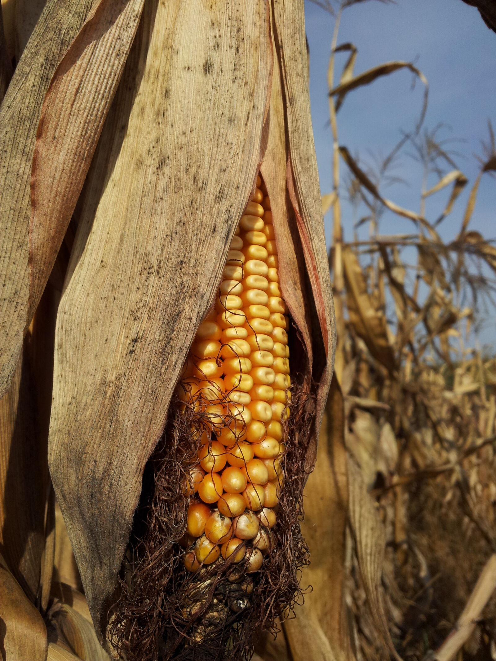 Samsung Galaxy S2 sample photo. Corn, countryside, maize photography