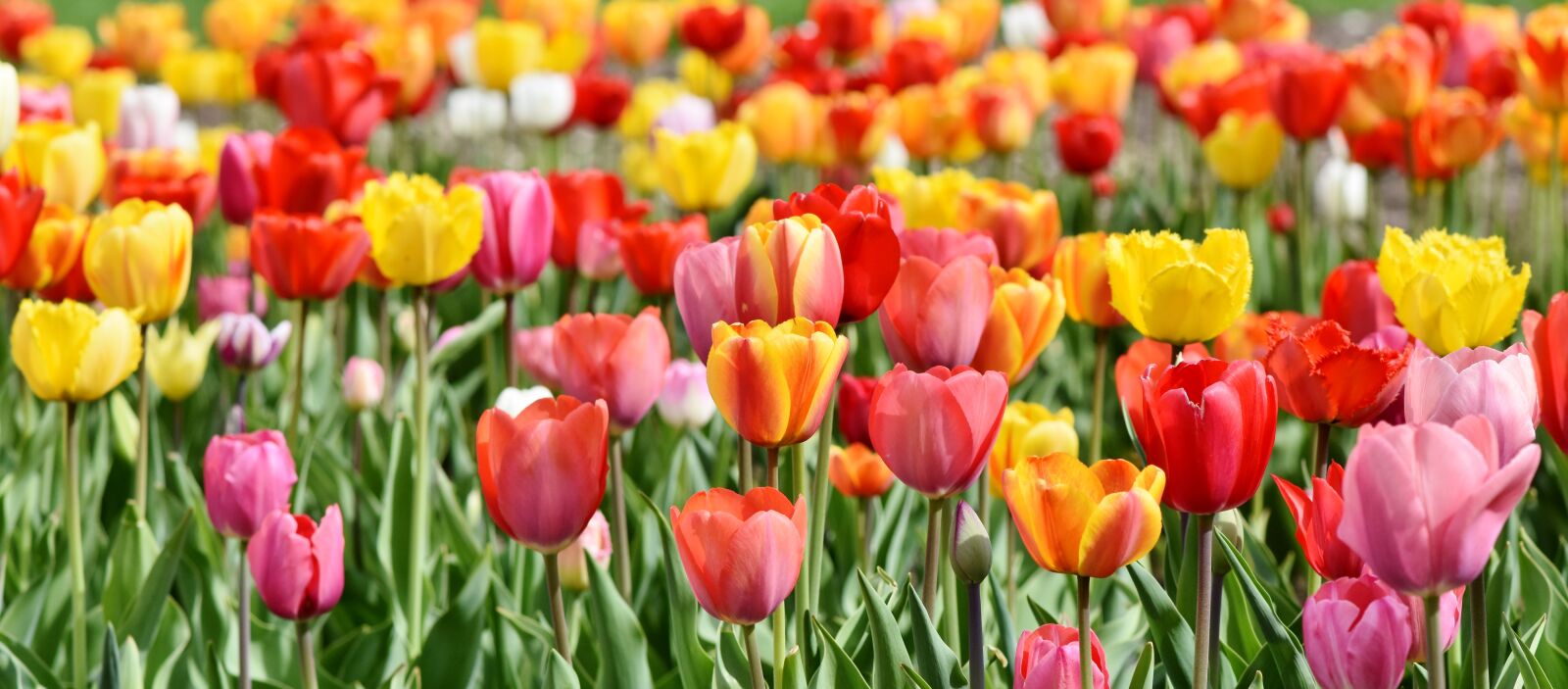 Nikon D7200 sample photo. Tulips, tulip field, tulpenbluete photography