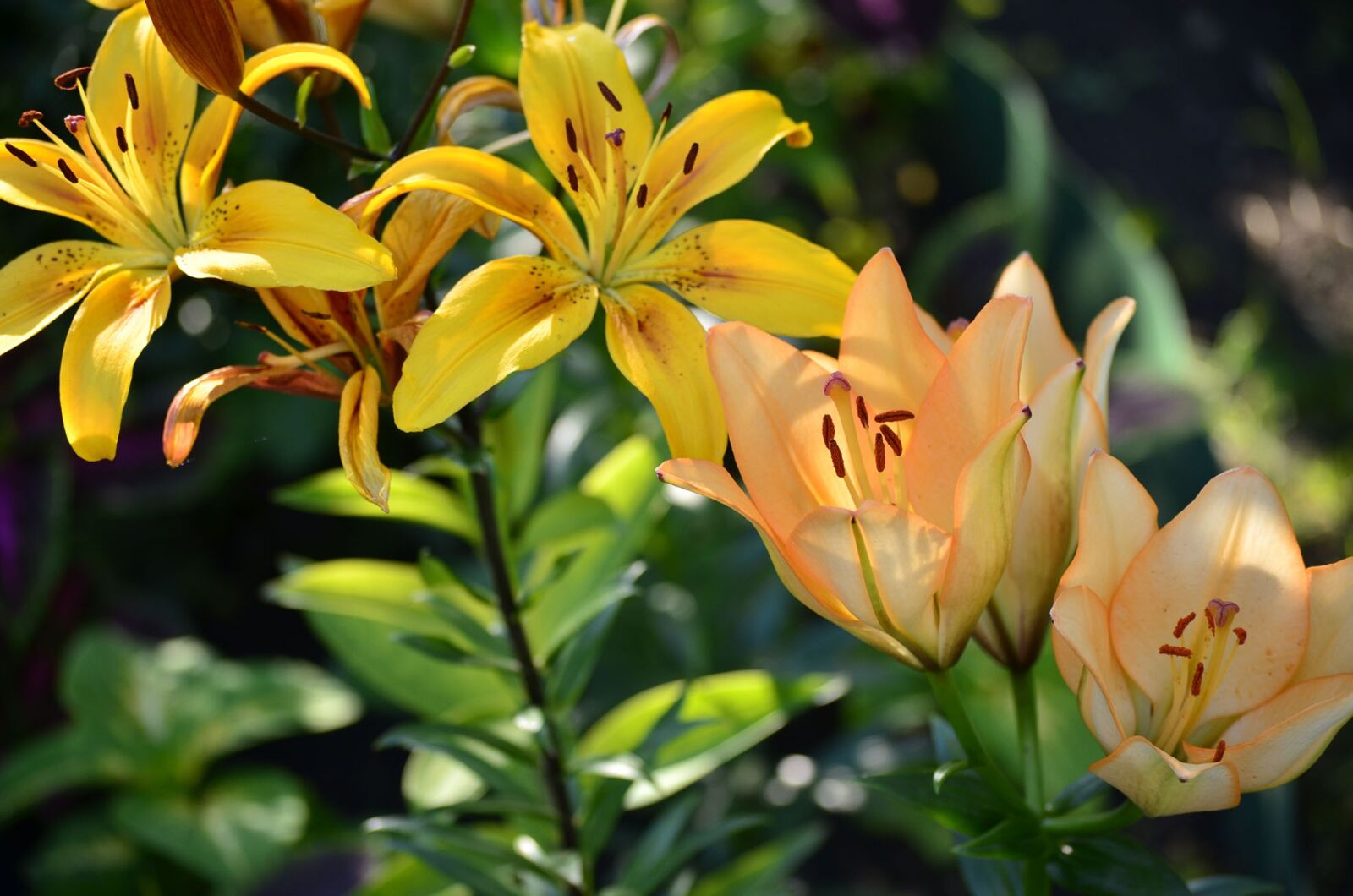 Nikon D5100 sample photo. Flowers, lily, summer photography