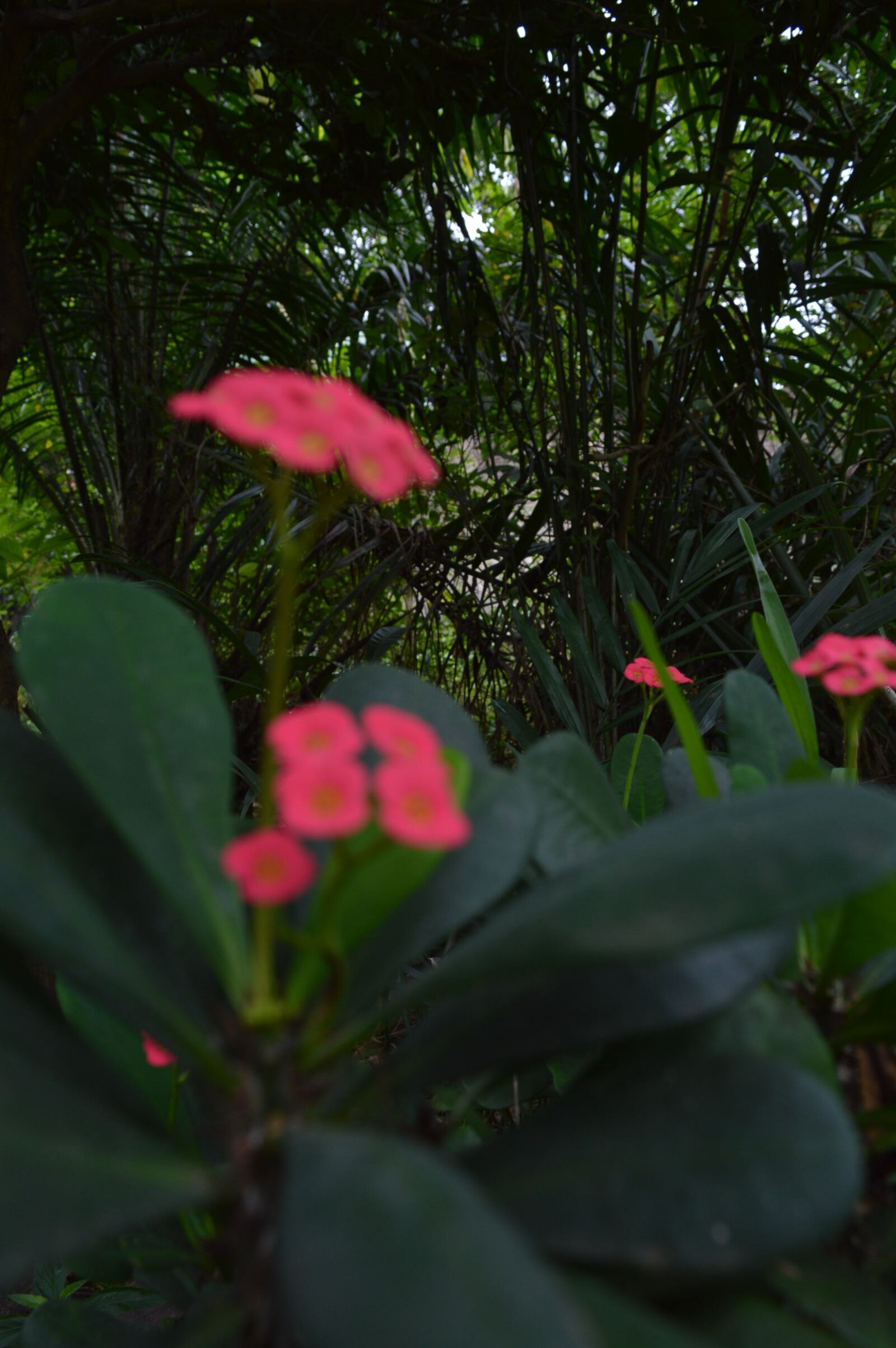Nikon D3200 sample photo. Garden, flowers, nature photography