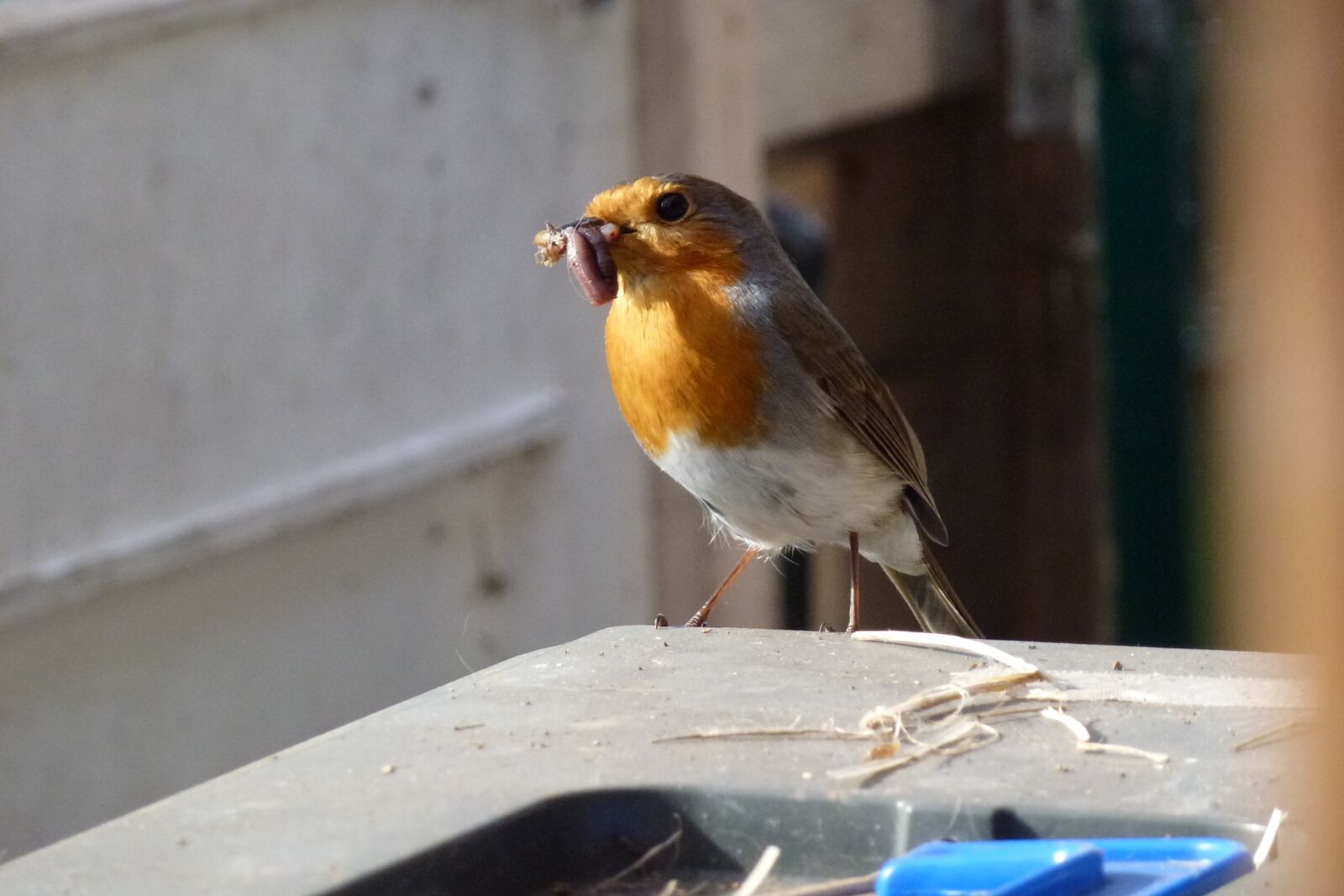 Panasonic Lumix DMC-ZS10 (Lumix DMC-TZ20 / Lumix DMC-TZ22) sample photo. Robin, feeding time, nesting photography