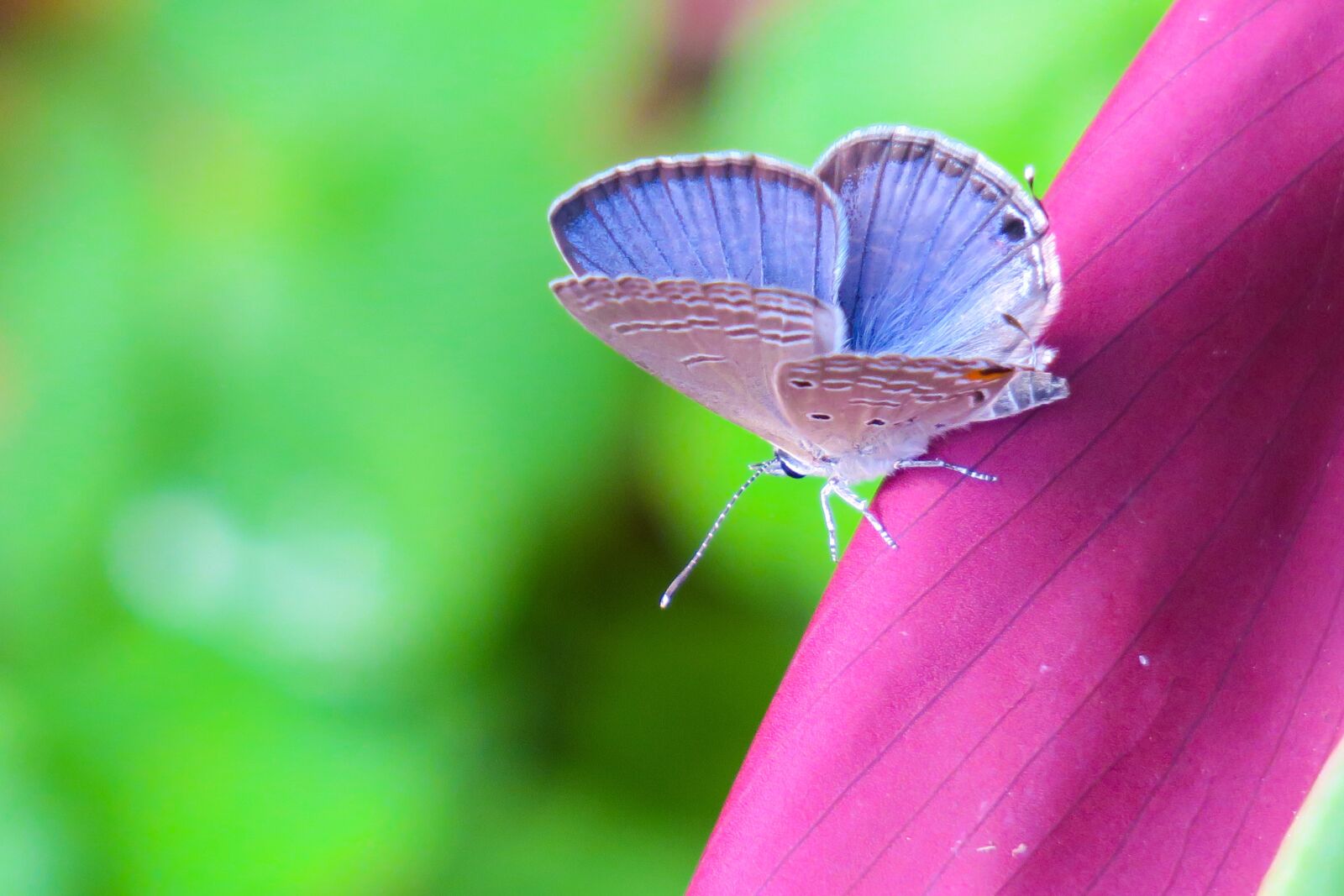 Canon PowerShot G3 X sample photo. Butterfly, nature, insect photography