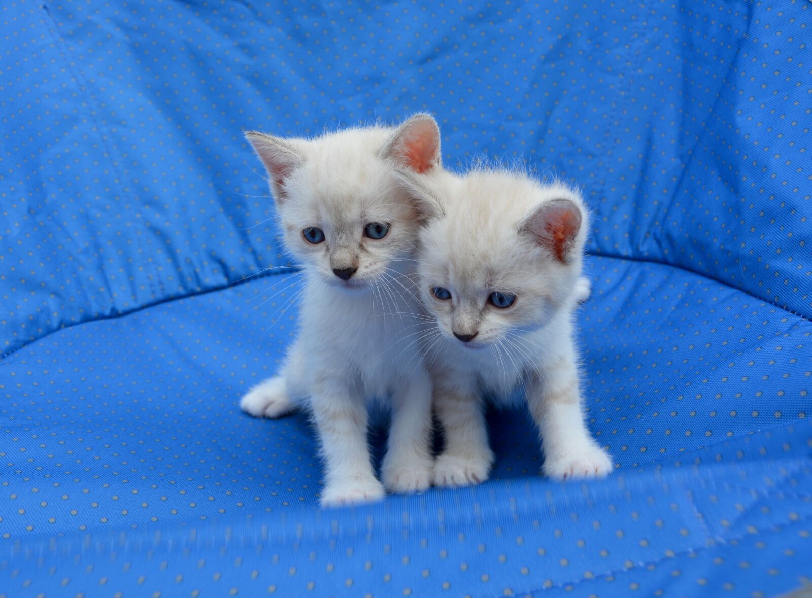 Nikon D5200 sample photo. Kittens, cats, hug photography