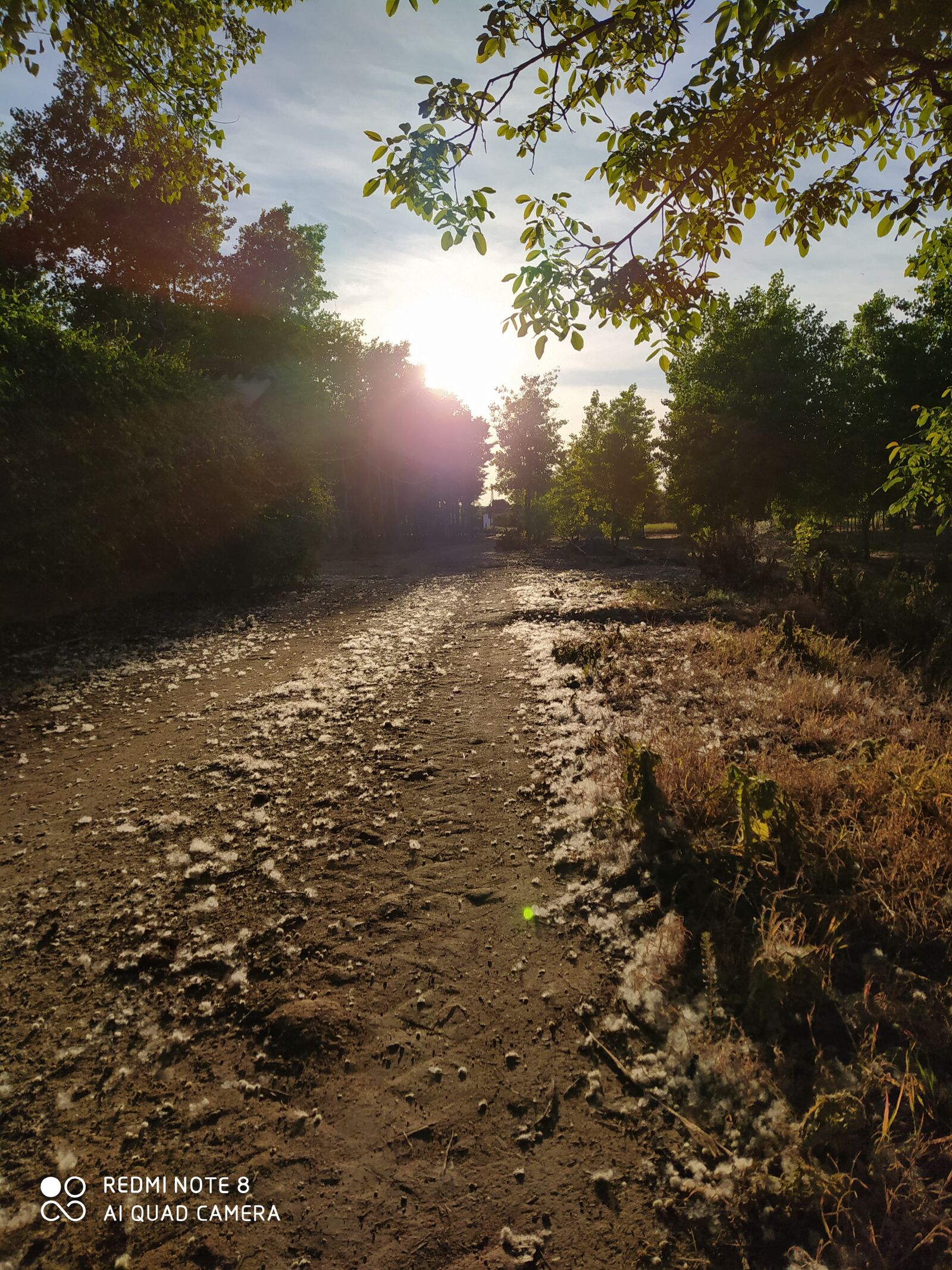 Xiaomi Redmi Note 8 sample photo. Path, nature, setting sun photography