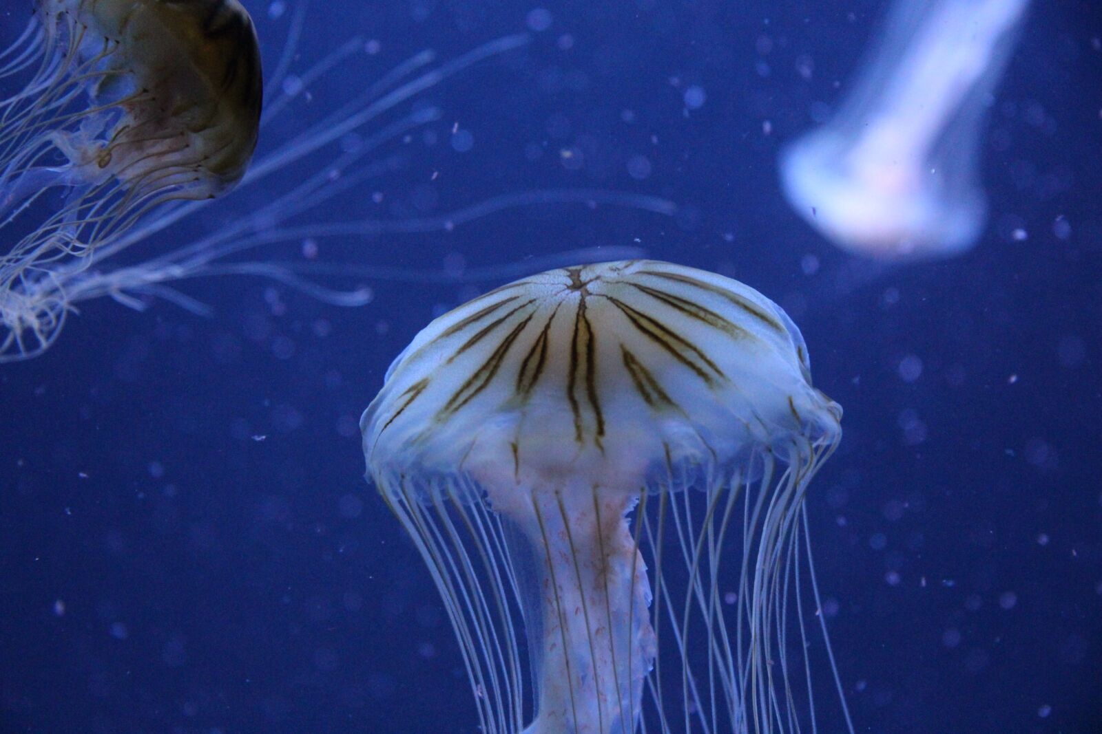Canon EF-S 17-85mm F4-5.6 IS USM sample photo. Jellyfish, berlin zoo, germany photography