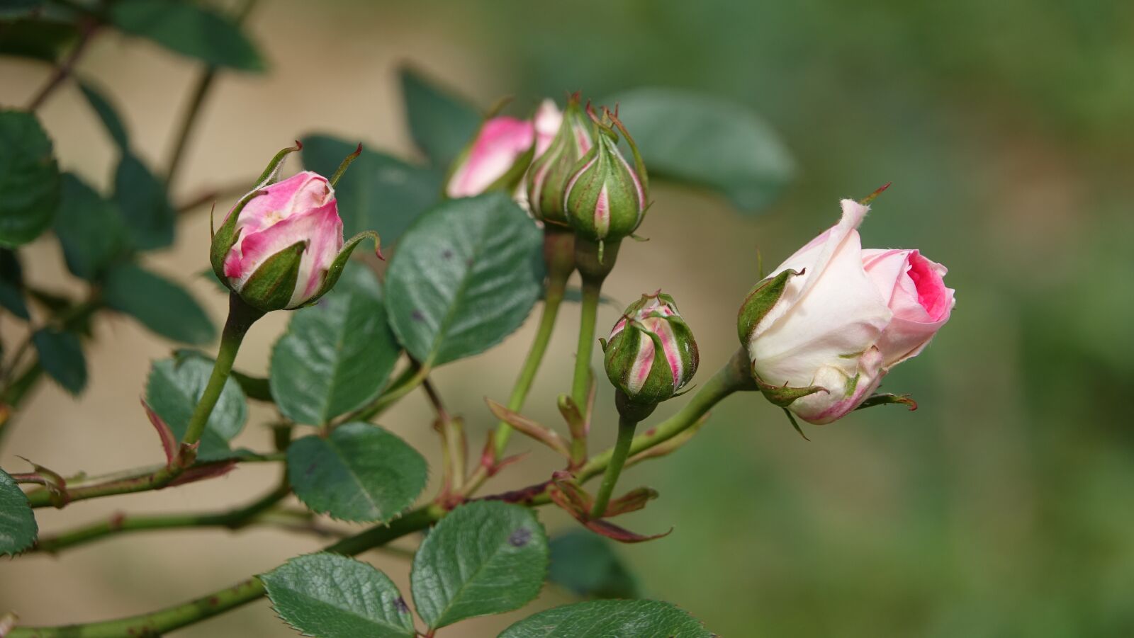 Sony Cyber-shot DSC-RX10 III sample photo. Roses, flowers, garden photography