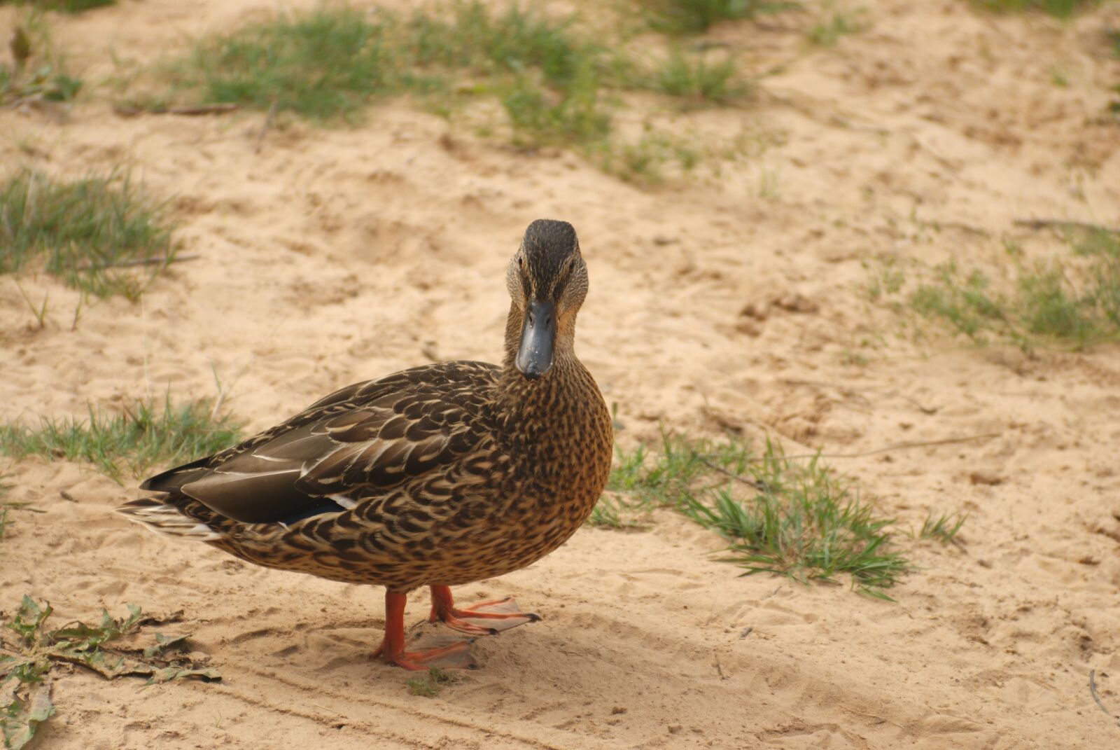 Sony Alpha DSLR-A200 sample photo. Duck, posing, poses photography