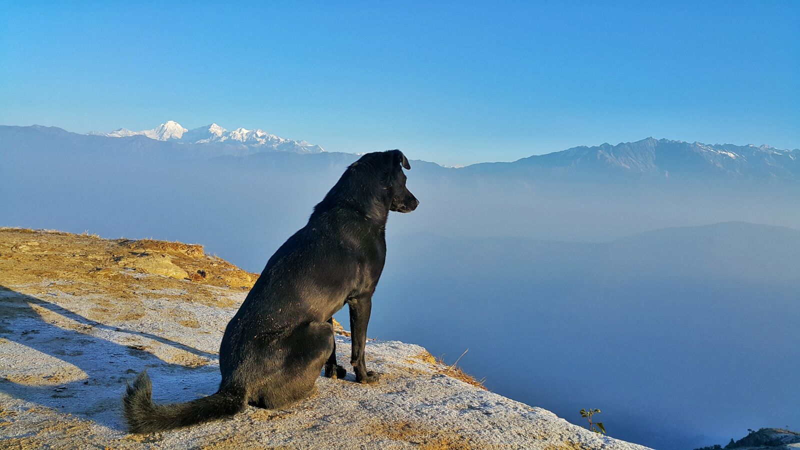 Samsung Galaxy Note4 sample photo. Landscape, dog, outdoor photography