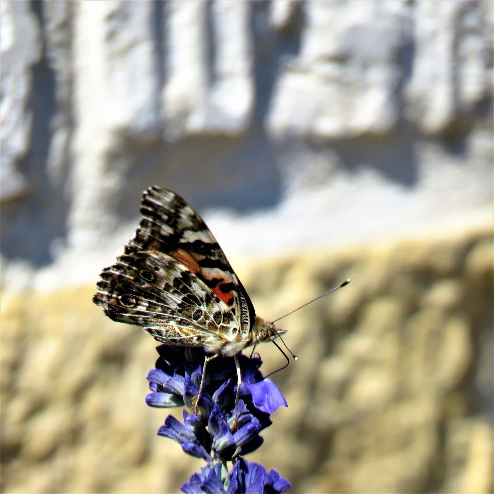 Canon PowerShot SX60 HS sample photo. Flying insect, blue flower photography