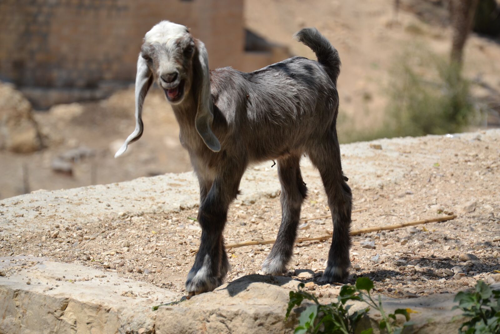 Nikon D3100 sample photo. Lamb, desert, israel photography