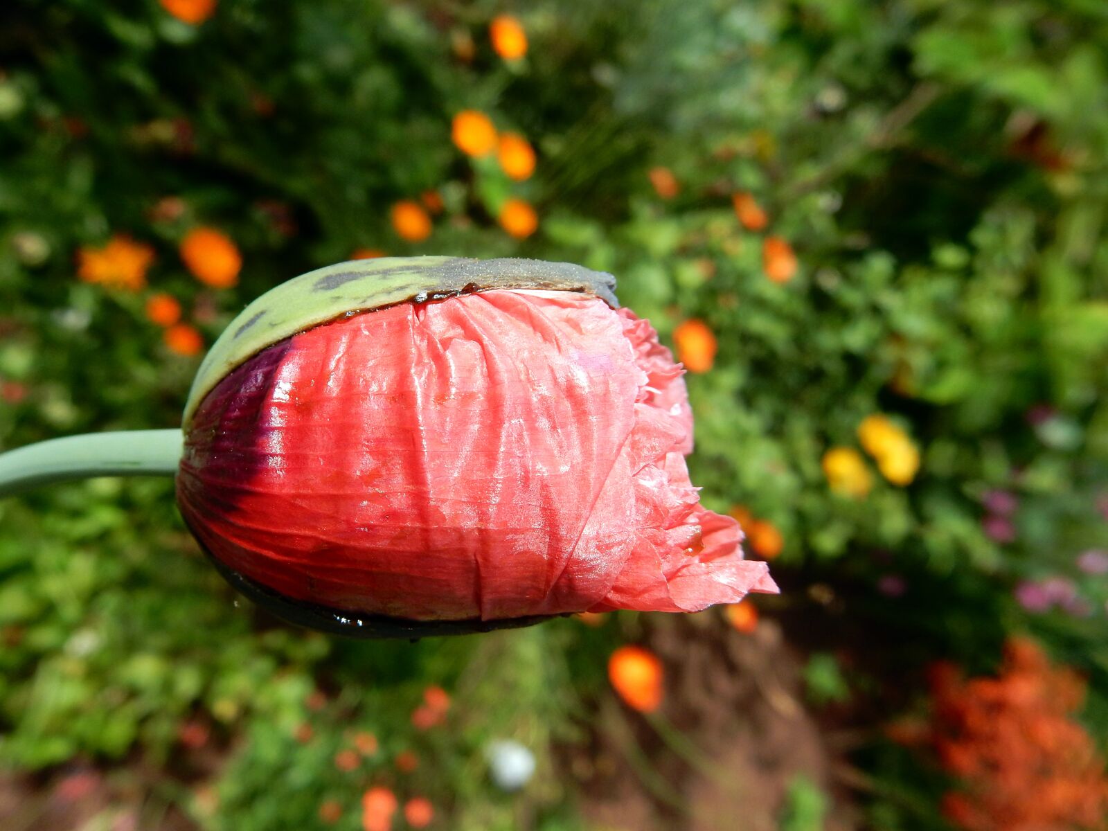 Nikon Coolpix S9700 sample photo. Flora, madeira, poppy photography