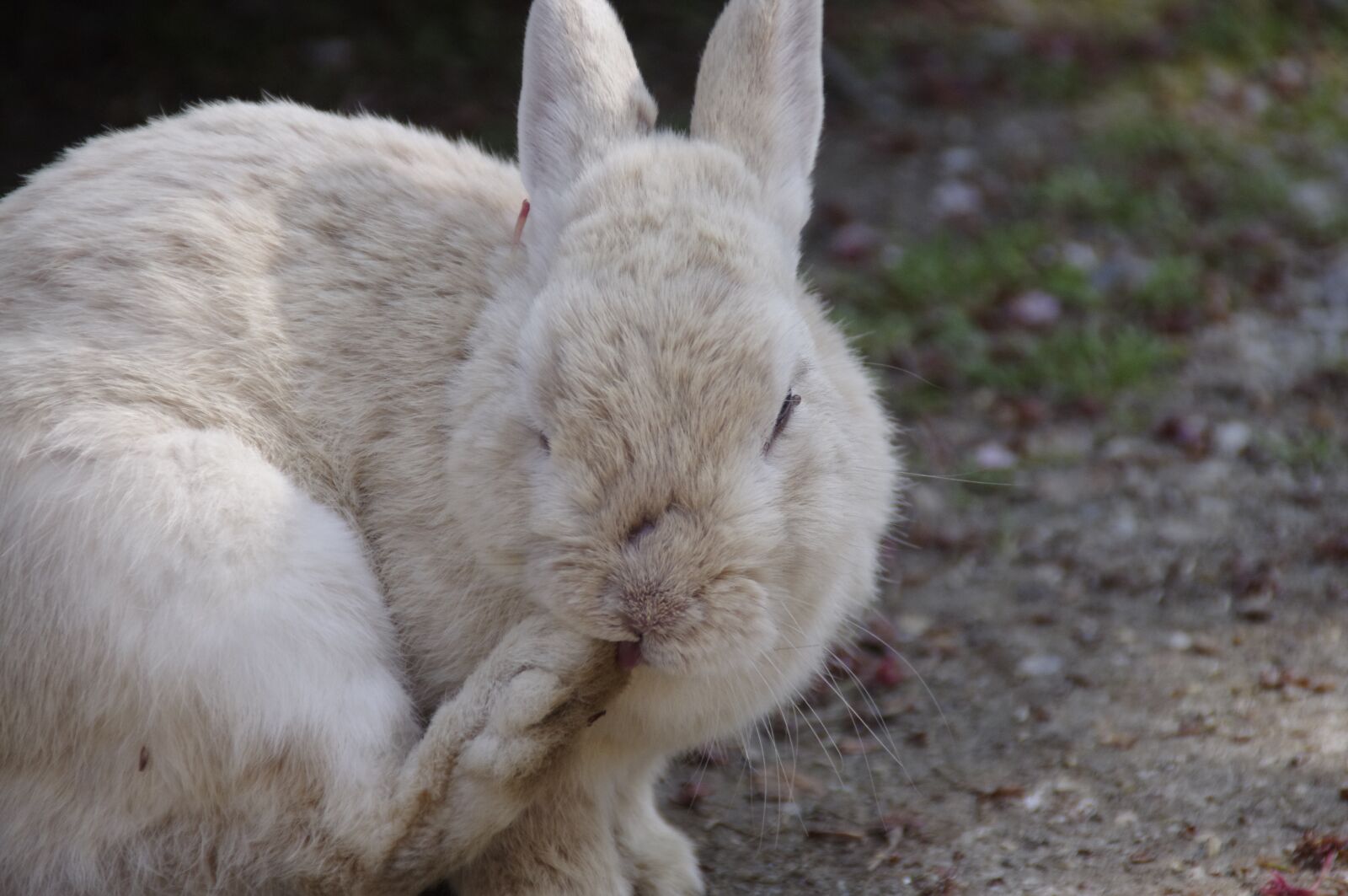 Pentax K-r sample photo. Rabbit, hare, natural photography
