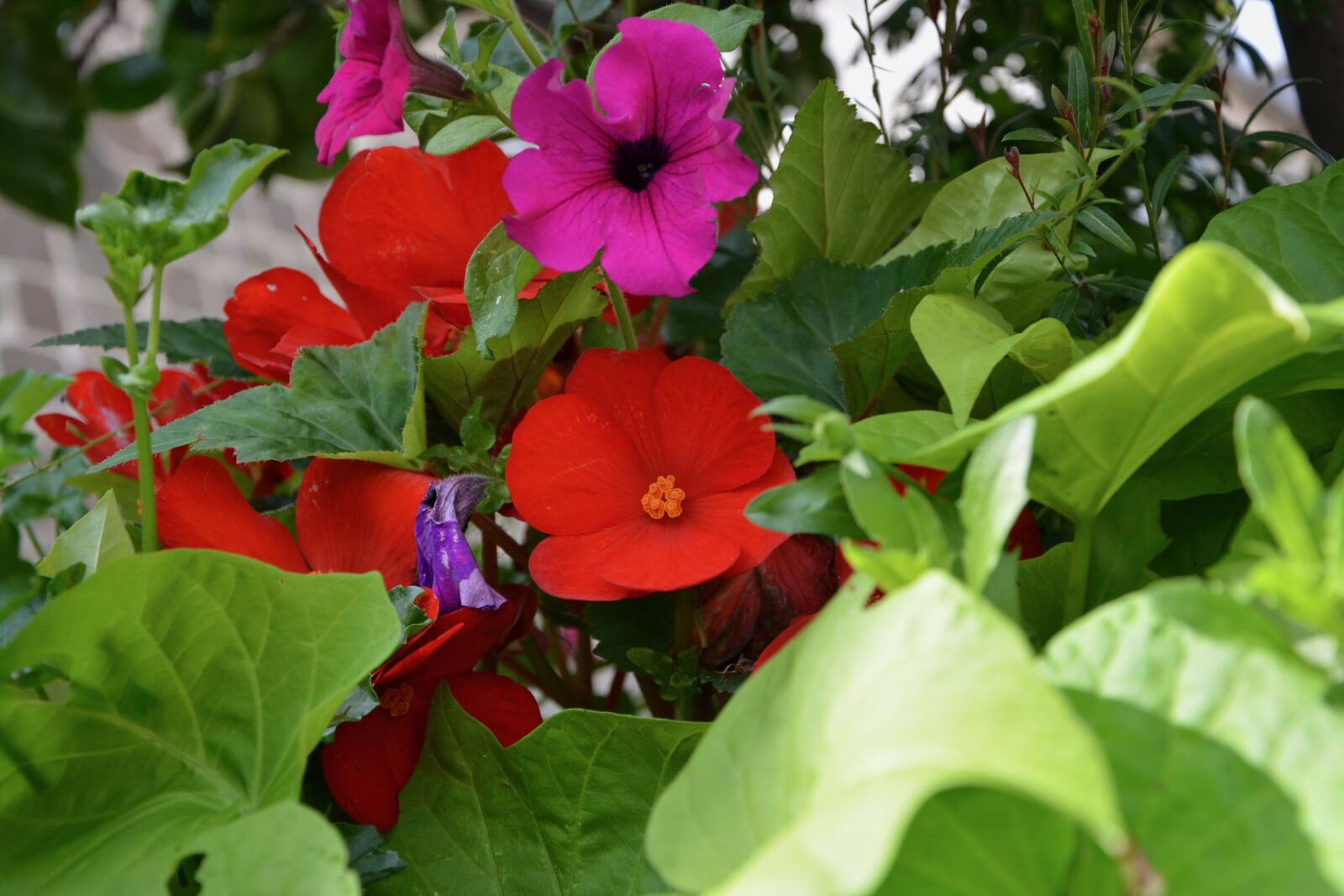 Nikon D5200 sample photo. Red flower, green leaves photography