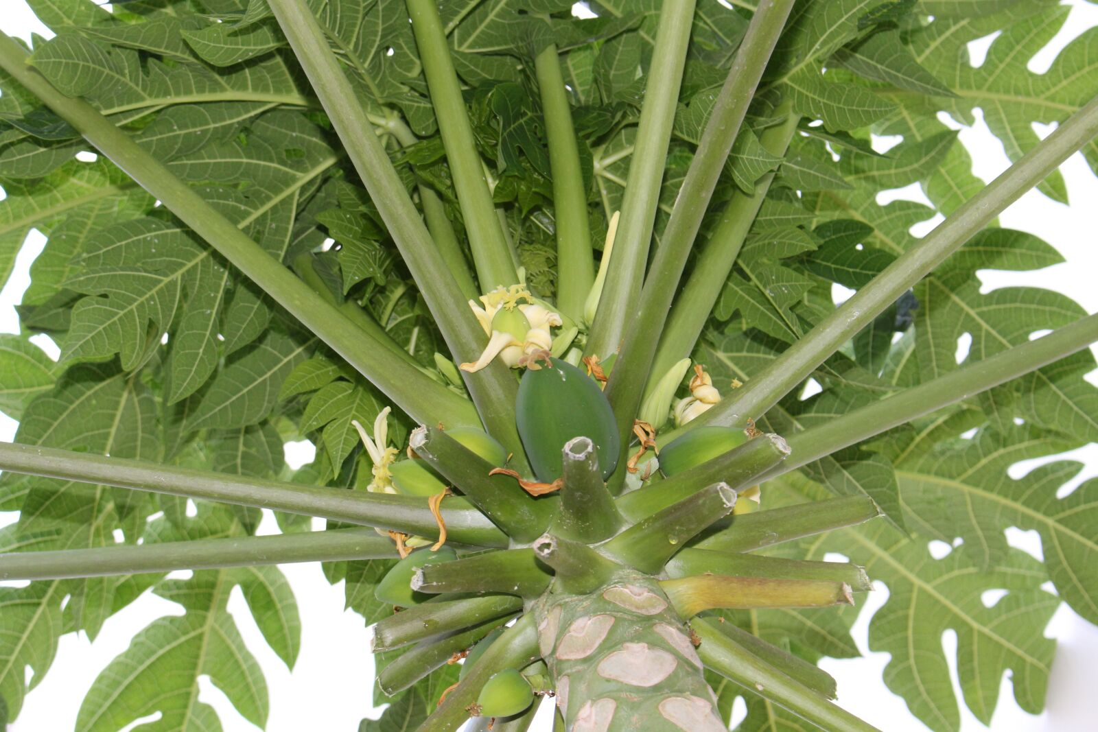 Canon EOS 700D (EOS Rebel T5i / EOS Kiss X7i) sample photo. Papaya, tree, fuit photography