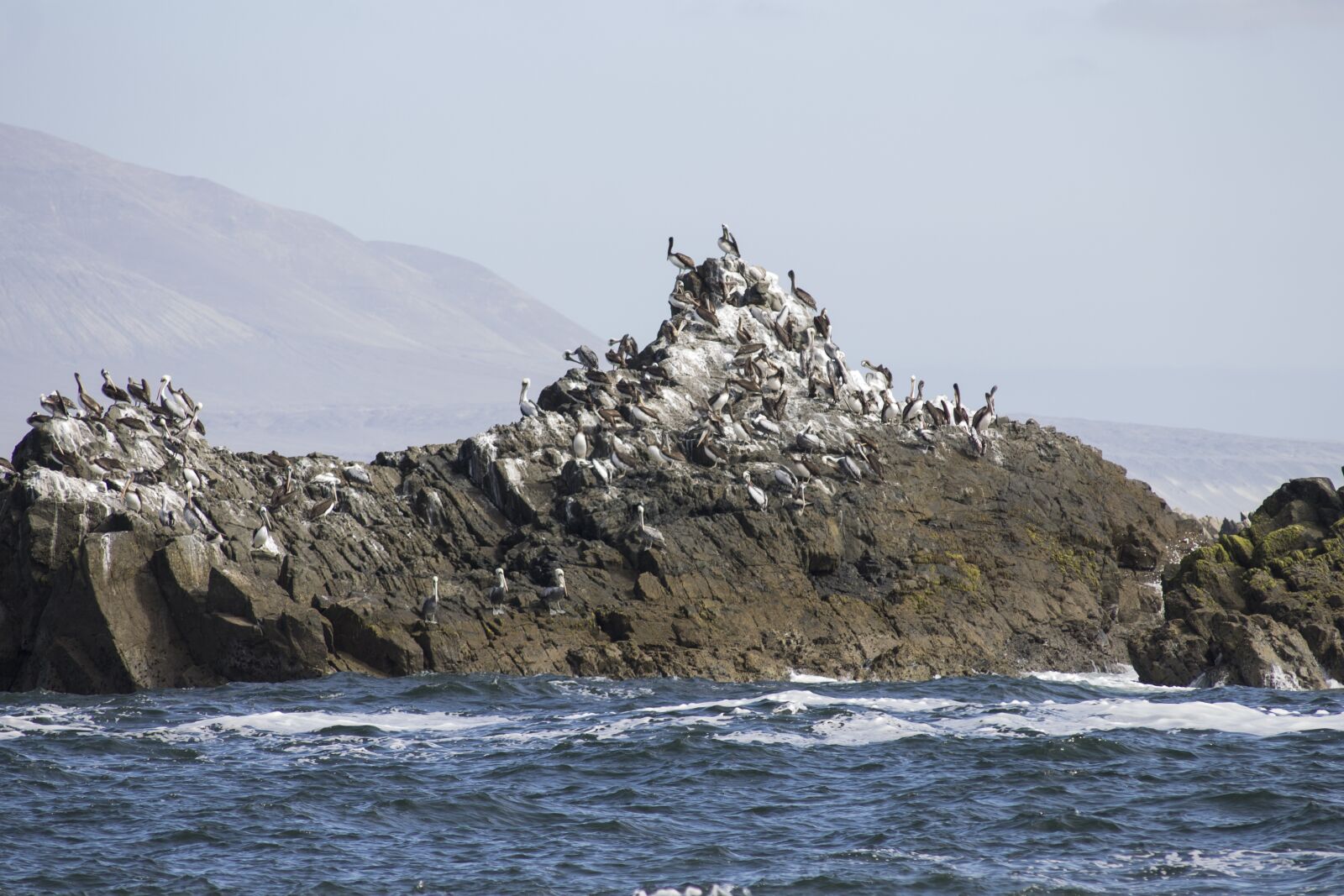 Canon EOS 1100D (EOS Rebel T3 / EOS Kiss X50) sample photo. Birds, rocks, coast photography