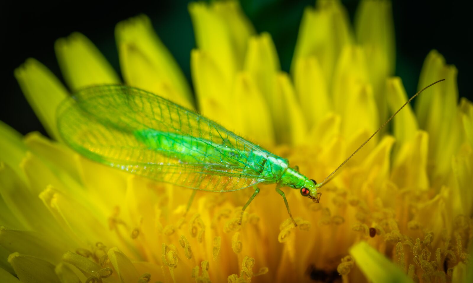 #124 65/2.8 sample photo. Zlatovlaska, insect, macro photography