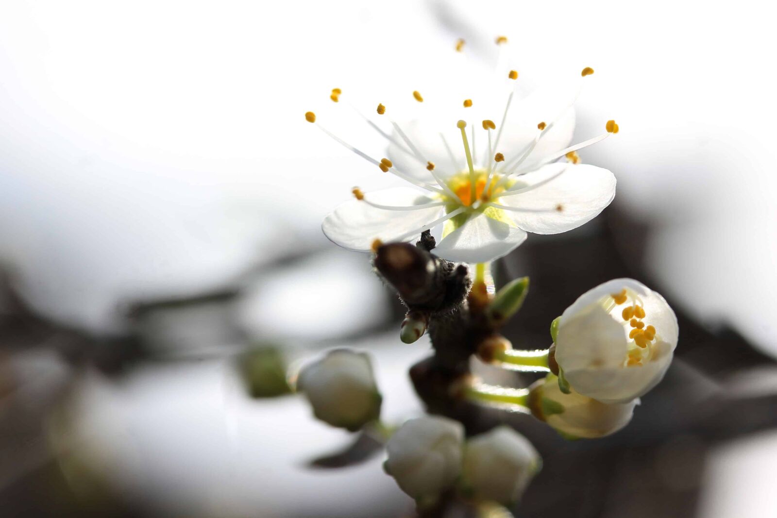 Canon EOS 1100D (EOS Rebel T3 / EOS Kiss X50) sample photo. Apple tree, nature, flower photography