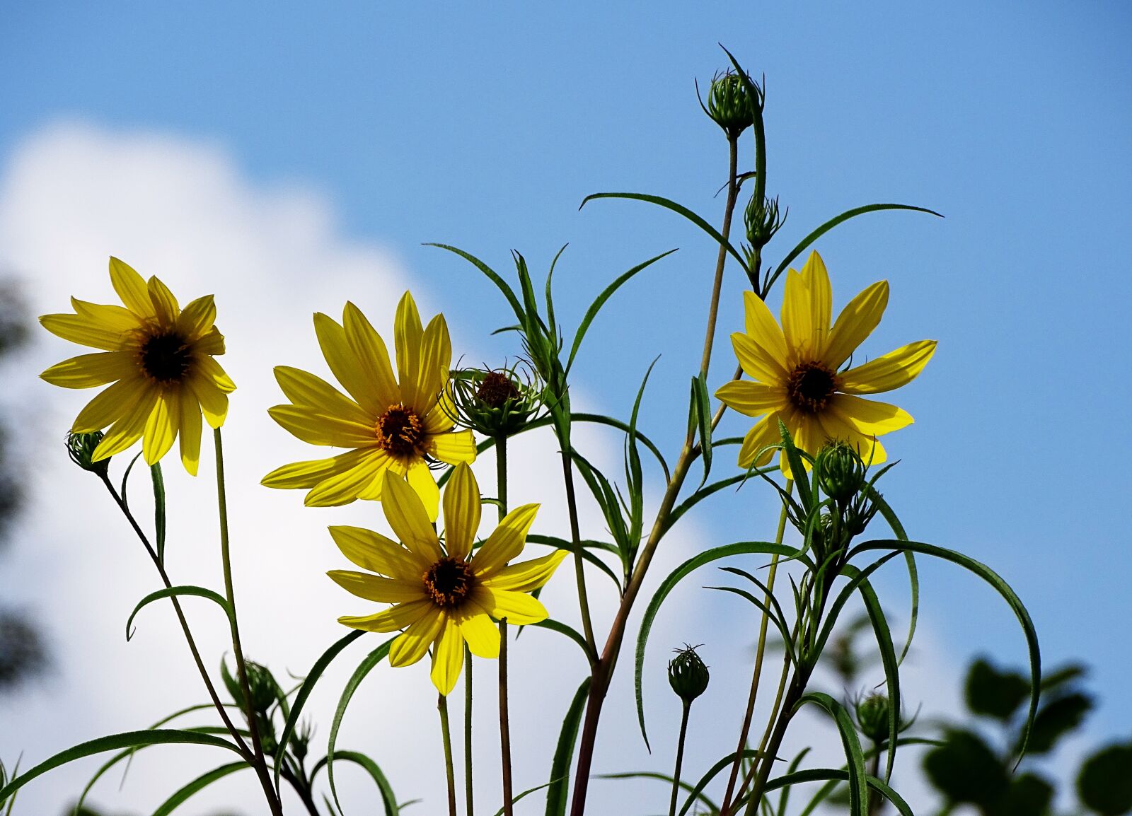 Sony Cyber-shot DSC-HX400V sample photo. Flower, summer, nature photography