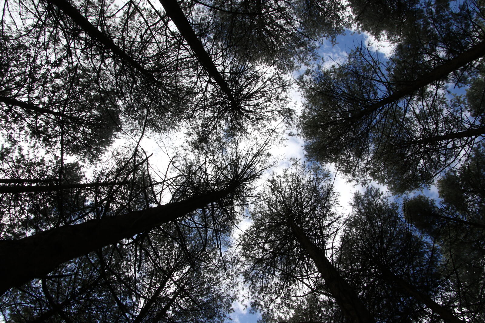 Canon EOS 7D Mark II sample photo. Above, blue, skies, look photography