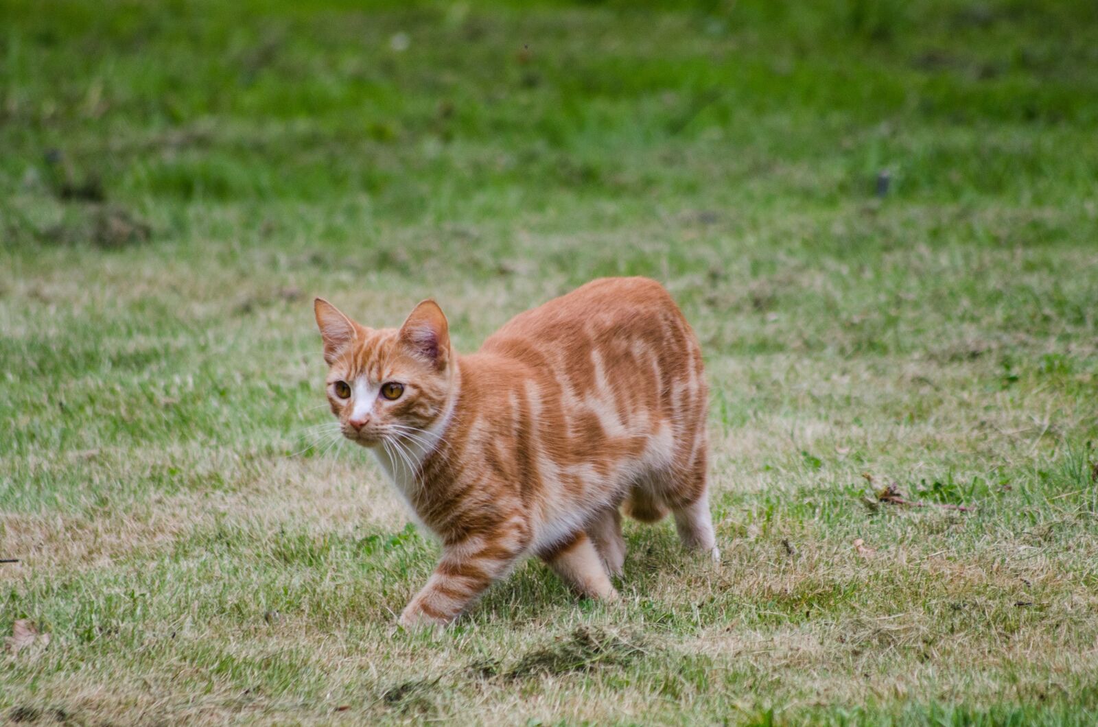 Nikon D7000 sample photo. Cat, grass, red photography