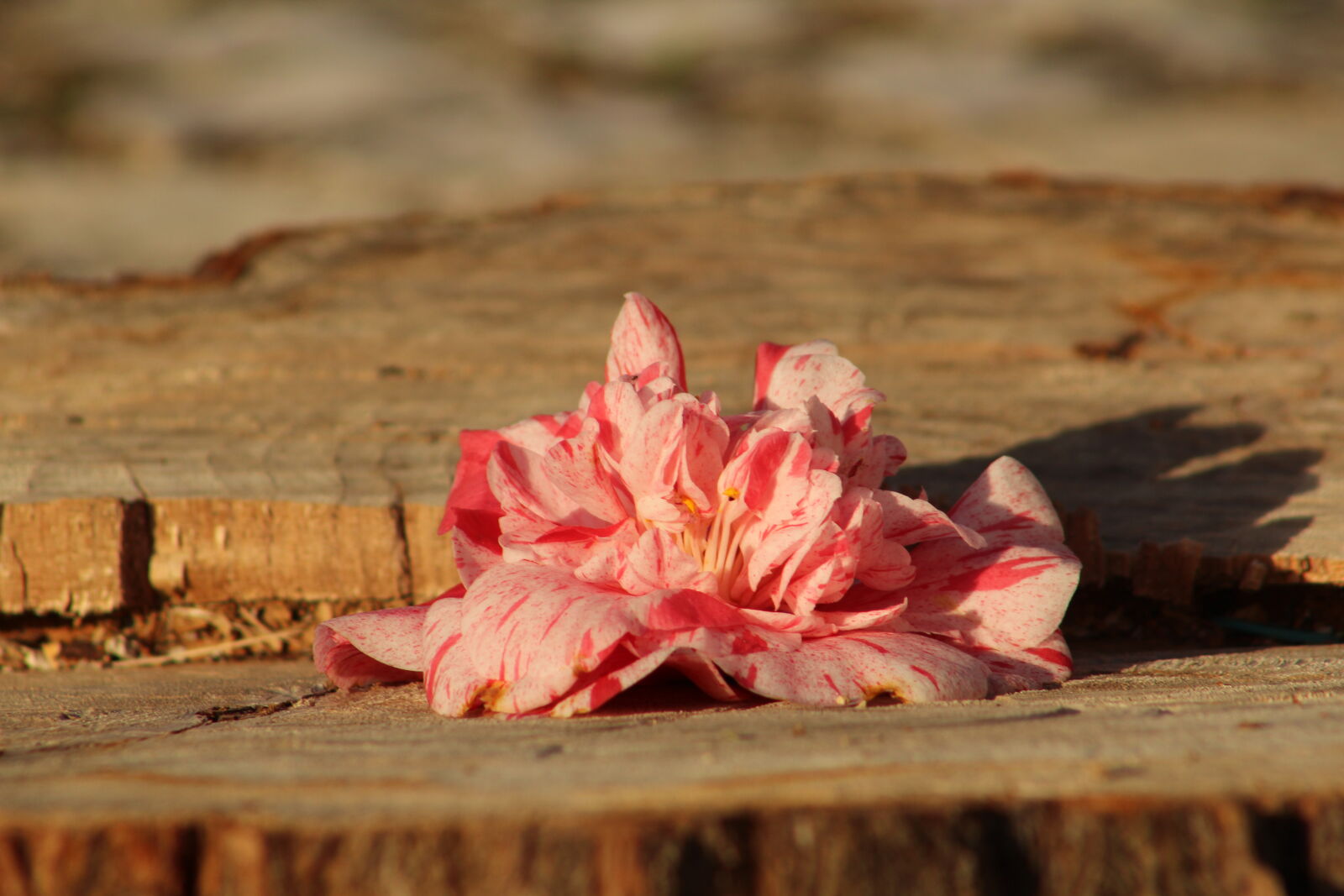 Canon EF 75-300mm f/4-5.6 sample photo. Desflorestacao, flor, flor, cor photography