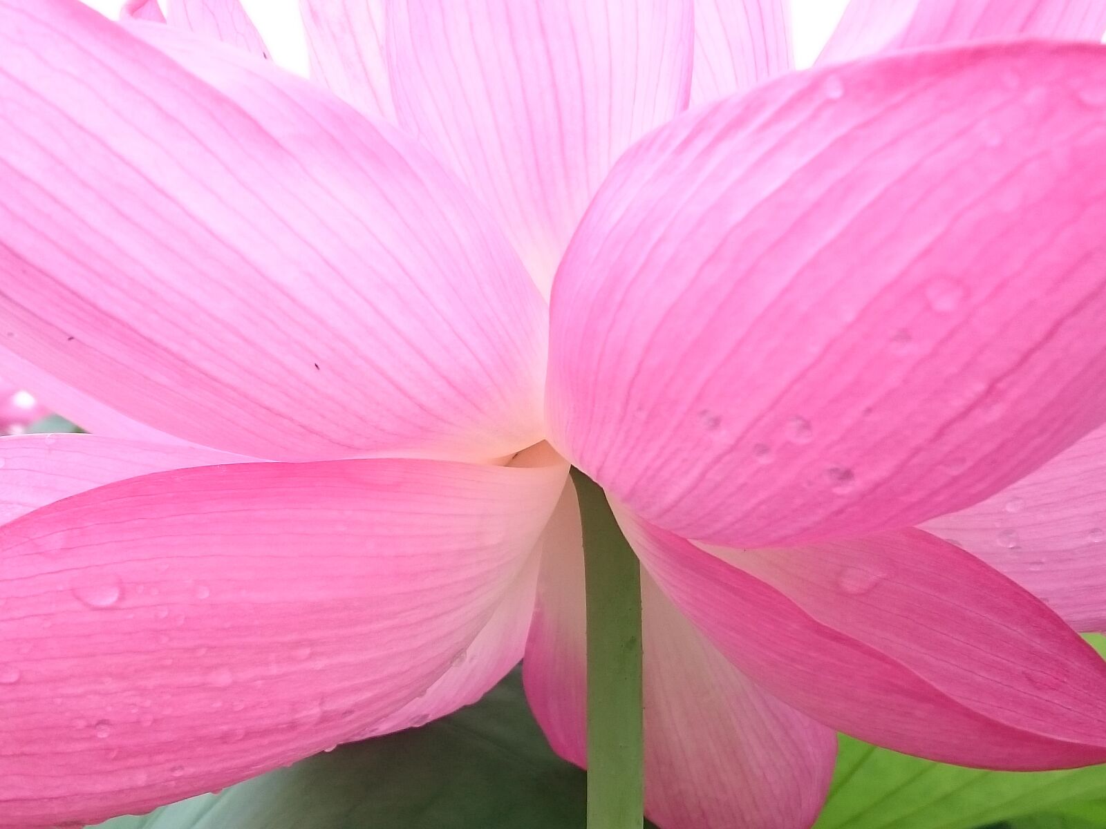Sony Xperia Z3 sample photo. Flowers, lotus, back photography