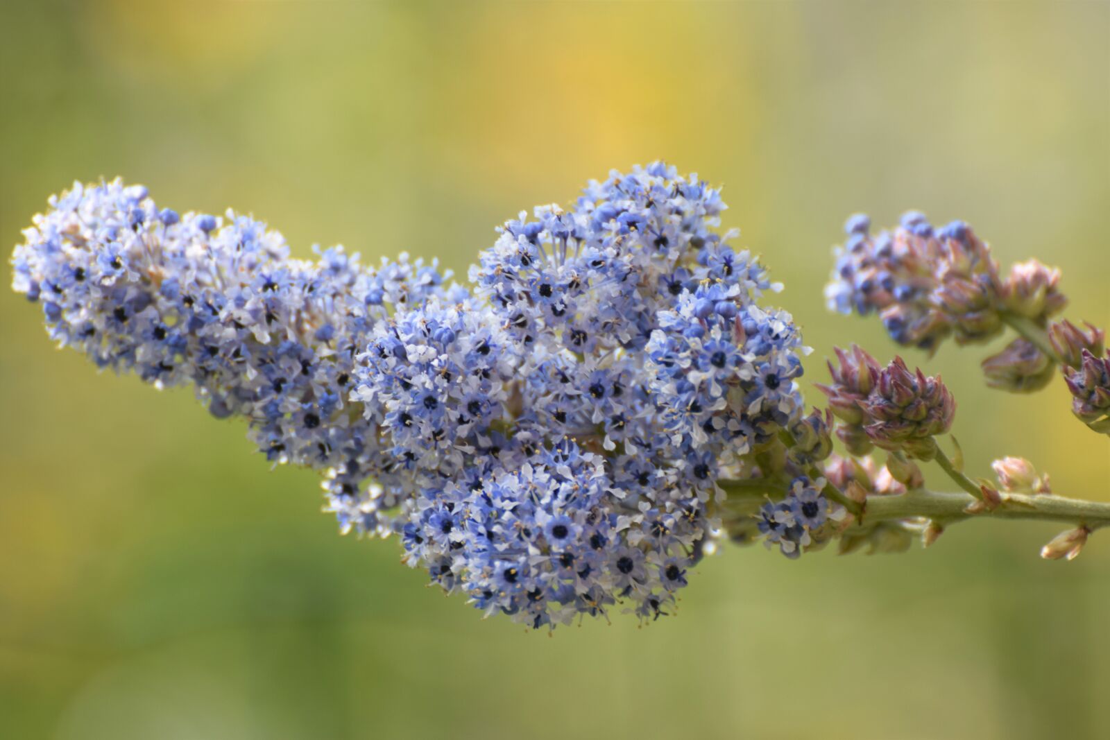 Nikon D7200 sample photo. Spring, flower, nature photography