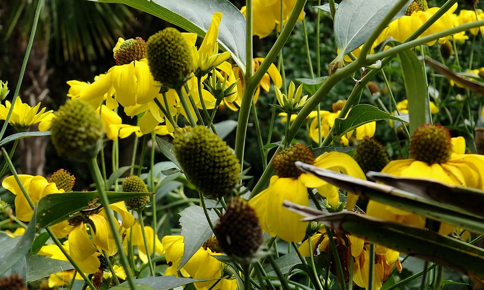 Panasonic Lumix DMC-LX10 (Lumix DMC-LX15) sample photo. Flowers, yellow, yellow flowers photography