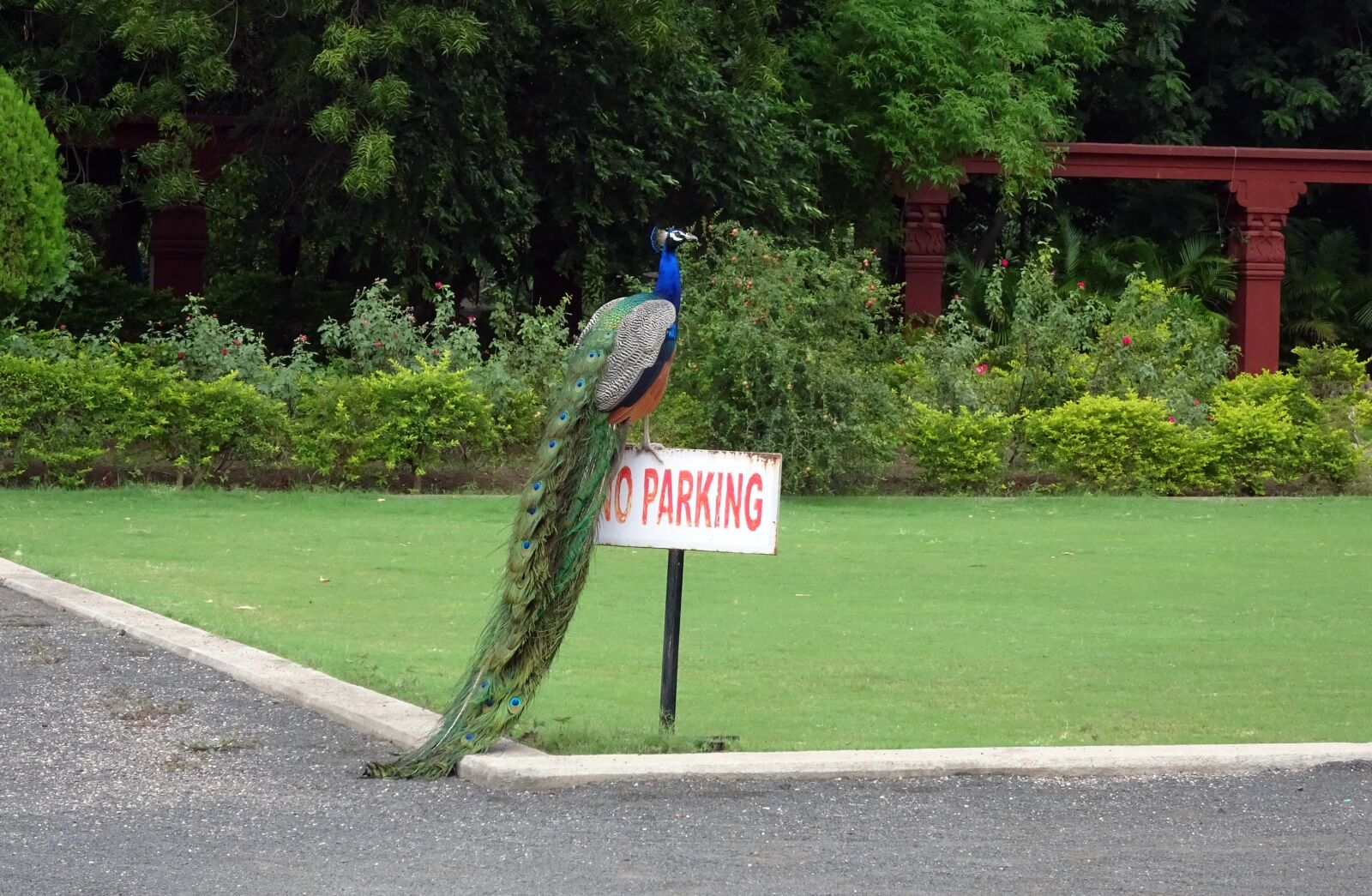 Sony Cyber-shot DSC-HX90V sample photo. Peacock, bird, plumage photography