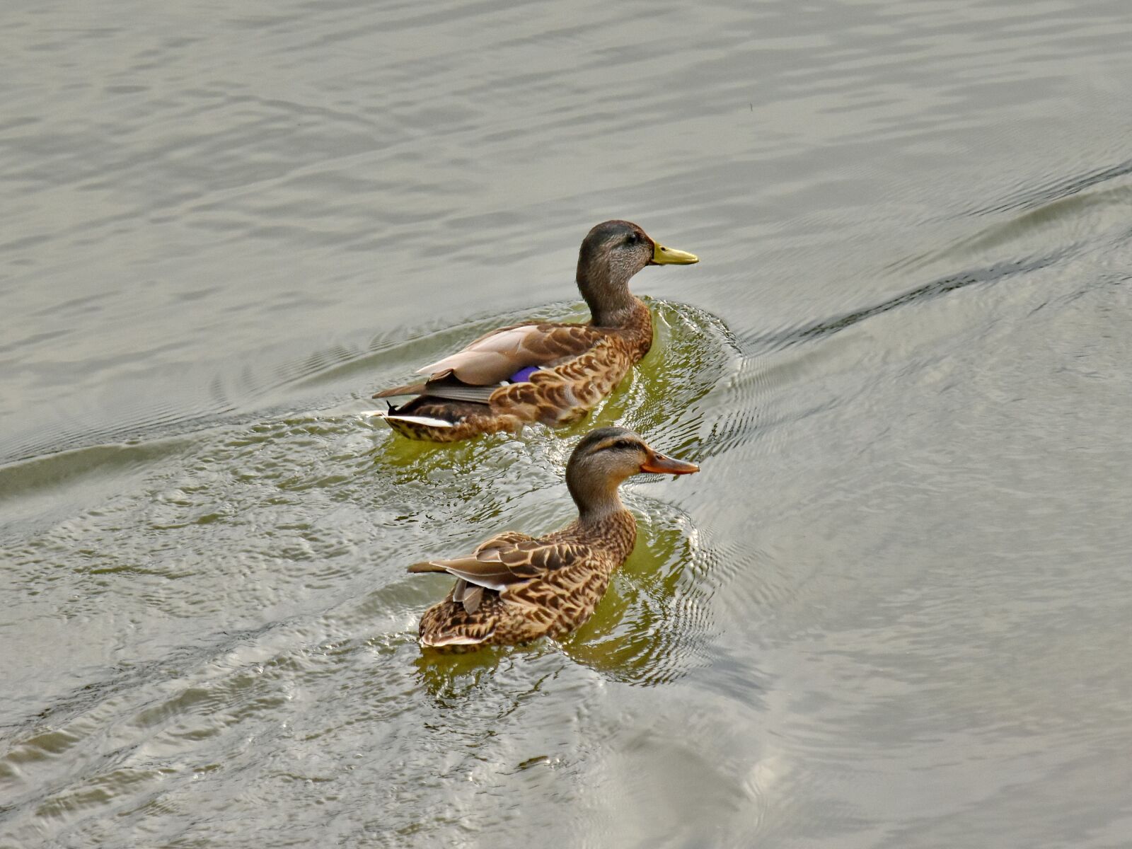 Nikon D5500 sample photo. Feather, waterfowl, mallard, bird photography