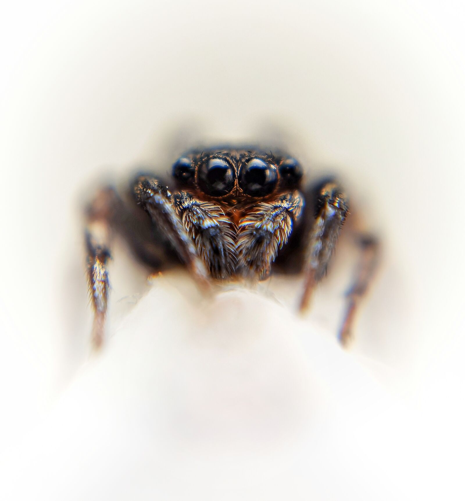 HUAWEI P40 Pro Rear Main Camera sample photo. Macro, macroshot, macrophotography photography