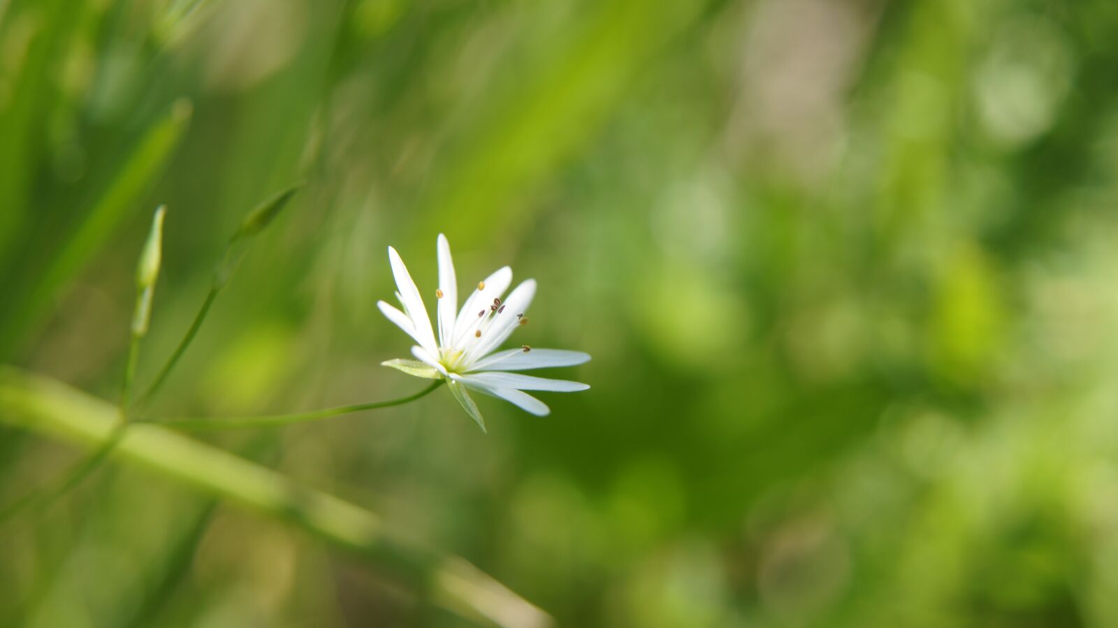 Sony SLT-A55 (SLT-A55V) + Sony DT 18-55mm F3.5-5.6 SAM sample photo. Stellaria, wildflowers, flower photography