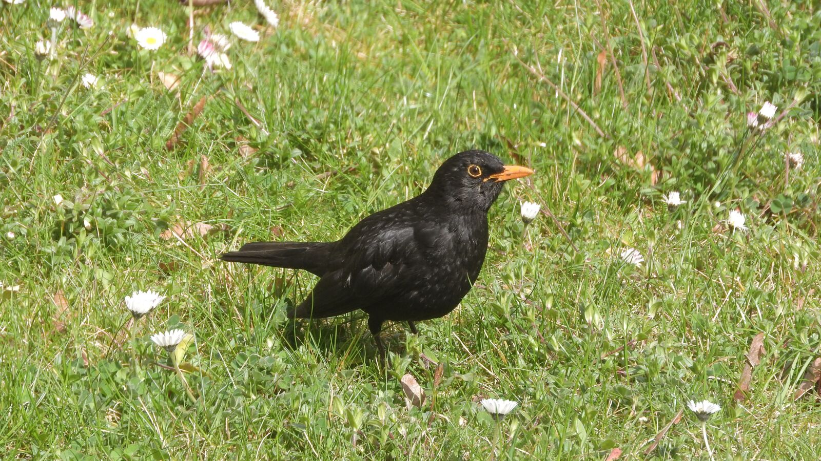 Nikon Coolpix P610 sample photo. Kos black, turdus merula photography