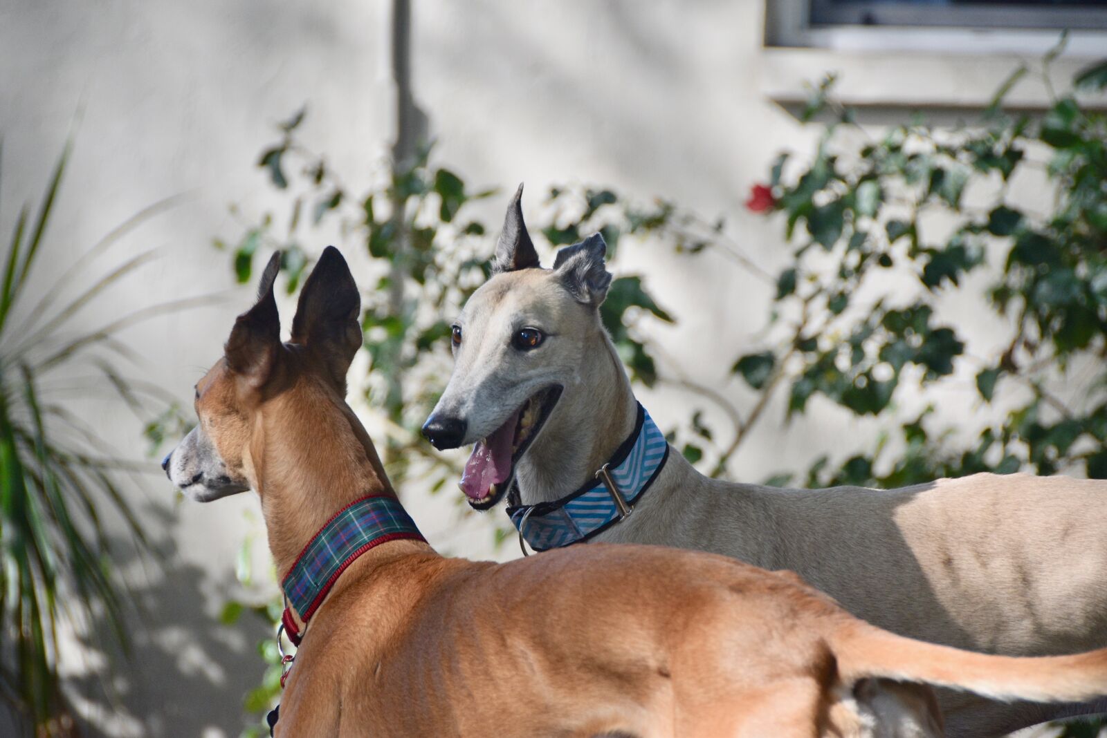 Nikon D5500 sample photo. Greyhound, retired racing dog photography