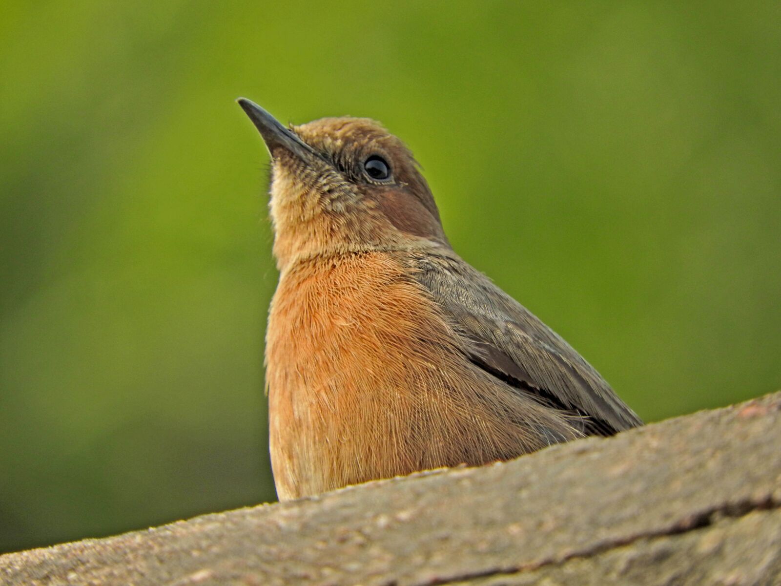 Nikon Coolpix P610 sample photo. Indian robin, bird, nature photography