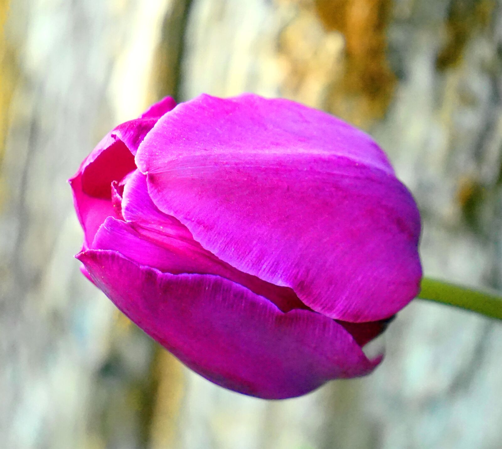 Sony Alpha a5000 (ILCE 5000) + Sony E 55-210mm F4.5-6.3 OSS sample photo. Tulip, pink, blossom photography